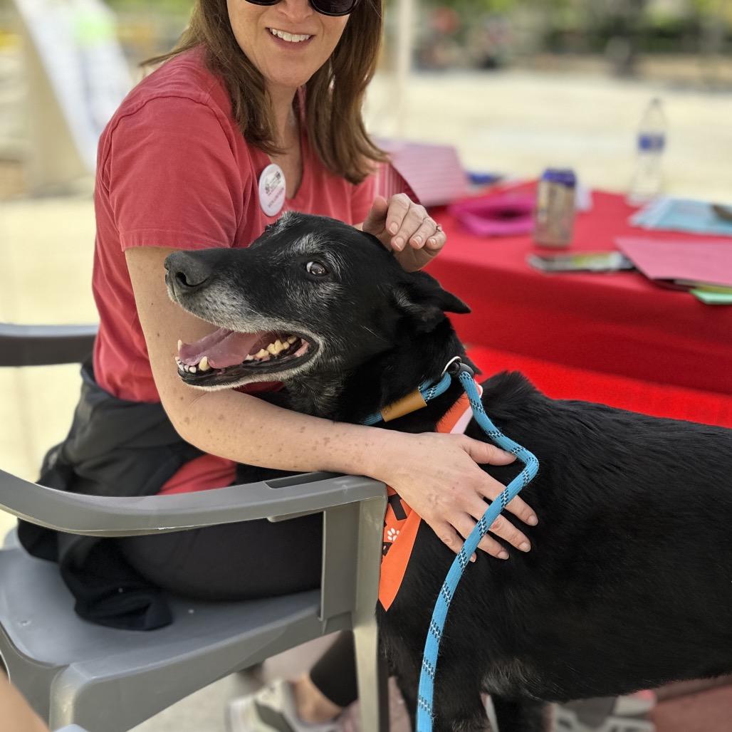 Enlarge Joey - ECAS, a Adoptable mixed breed in Pleasanton, CA image 3/6