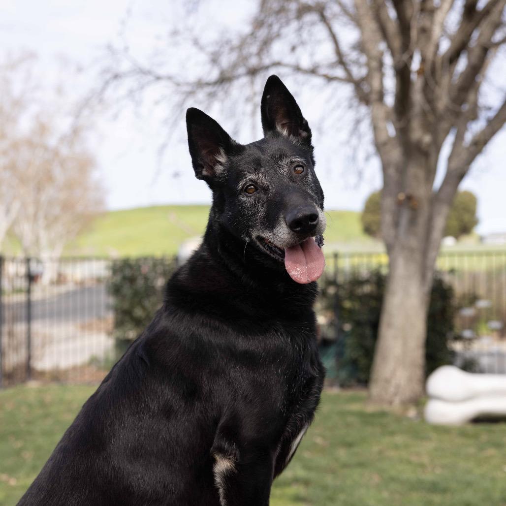 Enlarge Joey - ECAS, a Adoptable mixed breed in Pleasanton, CA image 4/6