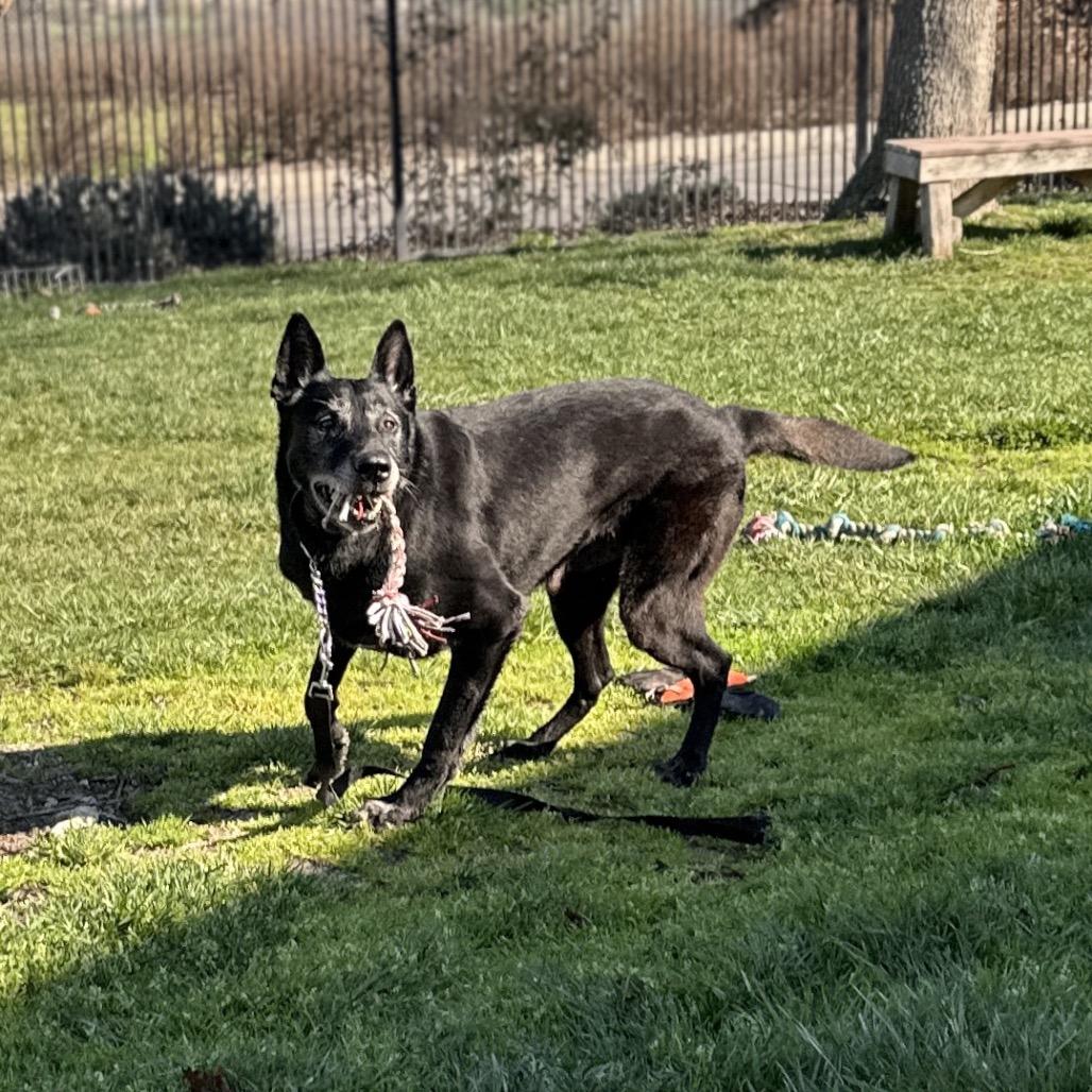 Enlarge Joey - ECAS, a Adoptable mixed breed in Pleasanton, CA image 5/6