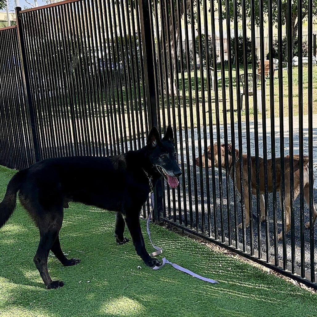 Enlarge Joey - ECAS, a Adoptable mixed breed in Pleasanton, CA image 5/6