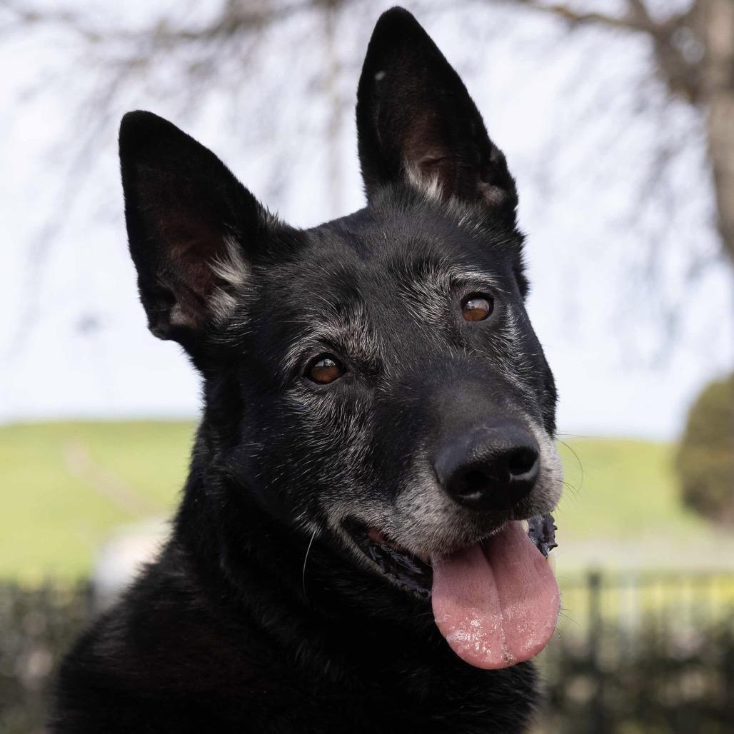 Enlarge Joey - ECAS, a Adoptable mixed breed in Pleasanton, CA image 6/6