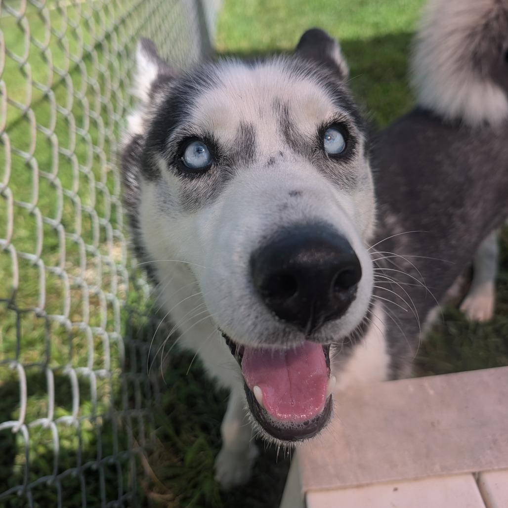 Luella, Adoptable, Young Female Husky.