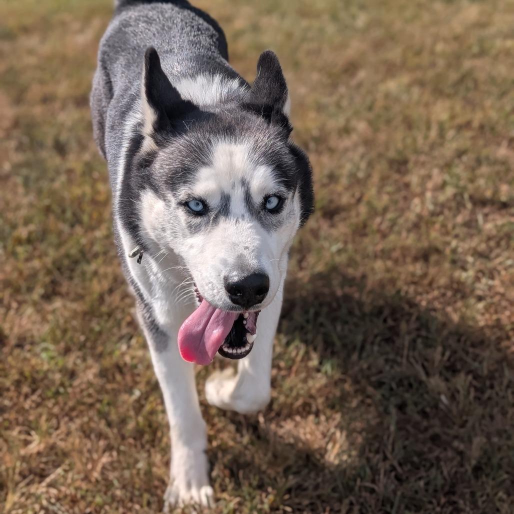 Enlarge Luella, a Adoptable Husky in Jasper, IN image 2/6