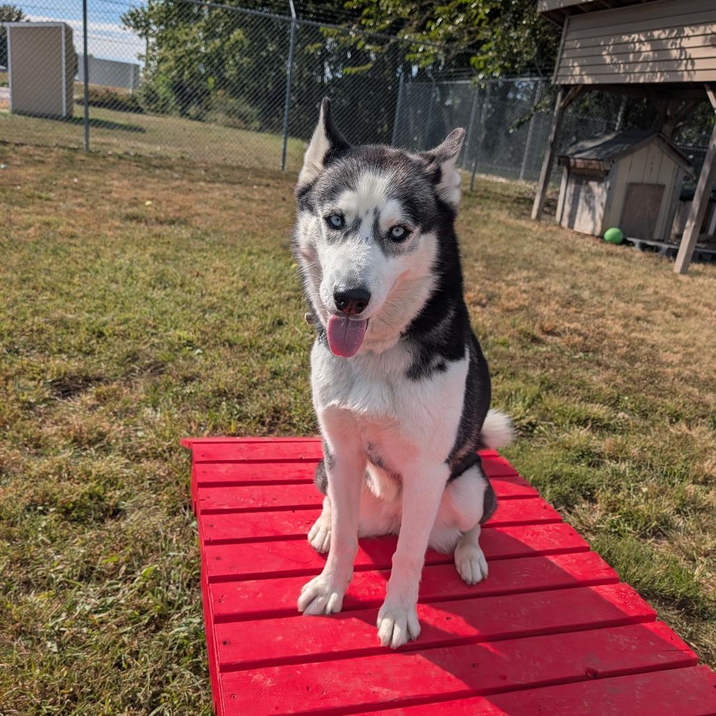 Enlarge Luella, a Adoptable Husky in Jasper, IN image 4/6