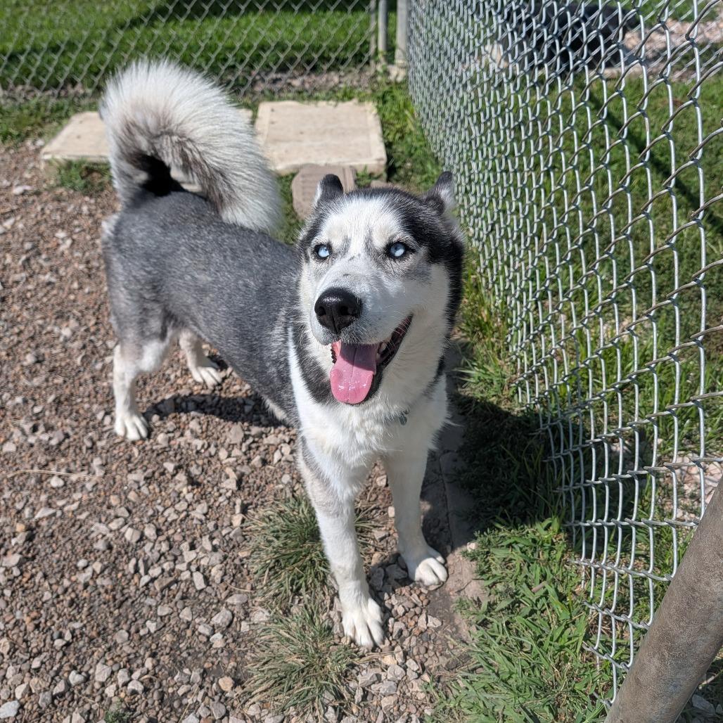 Enlarge Luella, a Adoptable Husky in Jasper, IN image 5/6