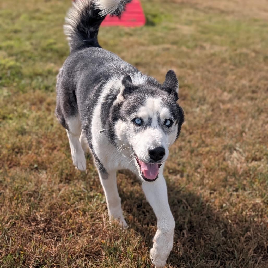 Enlarge Luella, a Adoptable Husky in Jasper, IN image 6/6