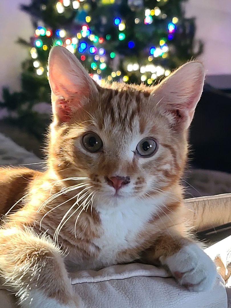 Conan, Baby Male Domestic Short Hair
