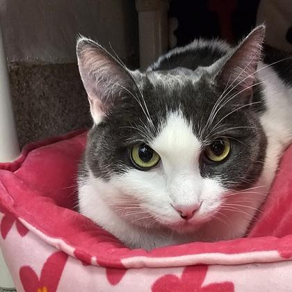 Enlarge Uncle Fester, a Adoptable mixed breed in Scotia, NY image 2/2