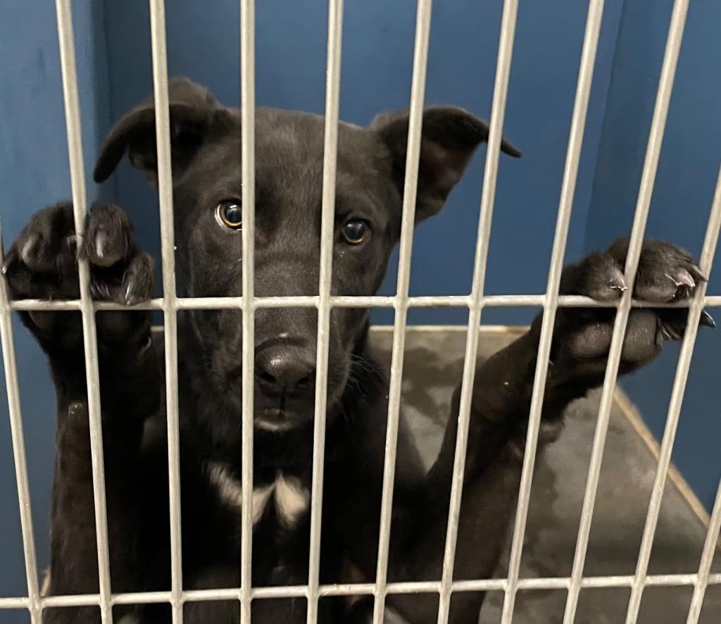 Enlarge Magnus, a Adoptable Mixed Breed in Henderson, NC image 1/1