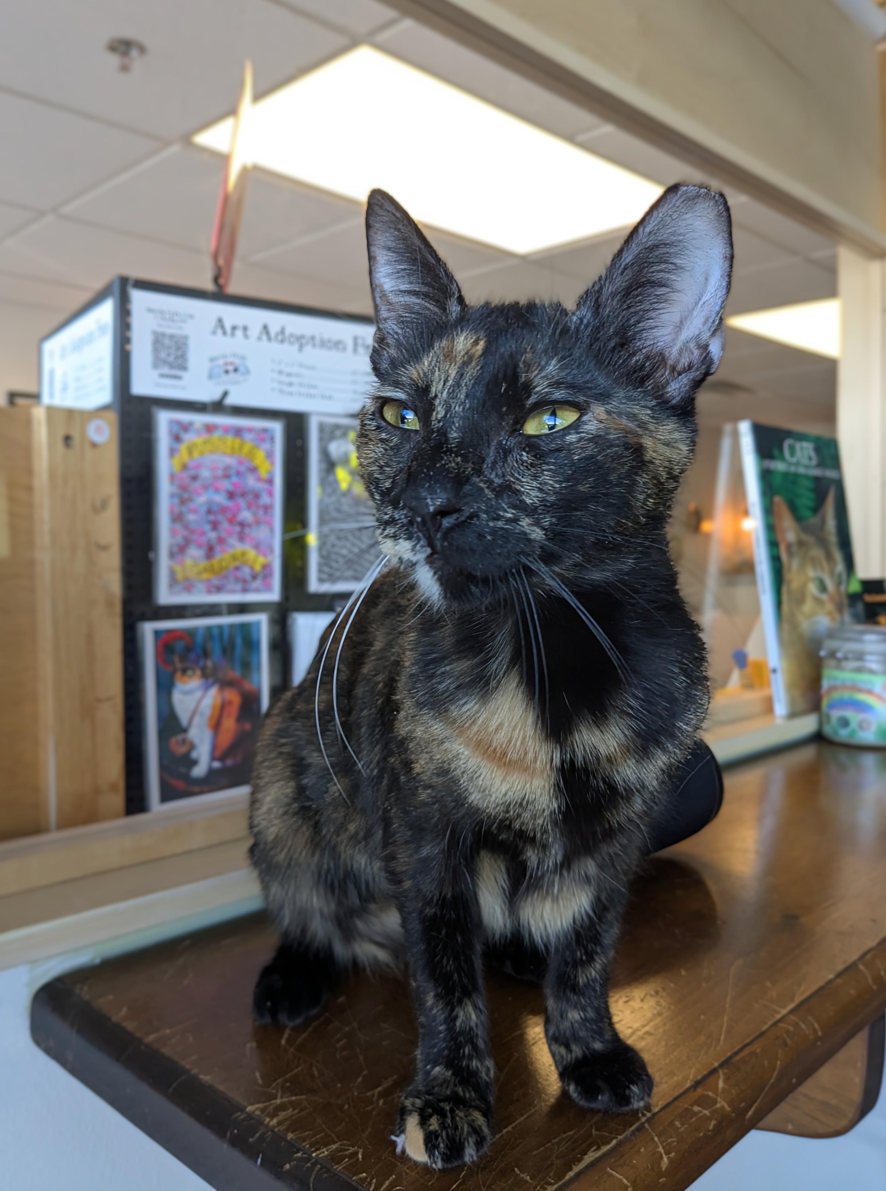 Umaya, Adoptable, Young Female Domestic Short Hair.