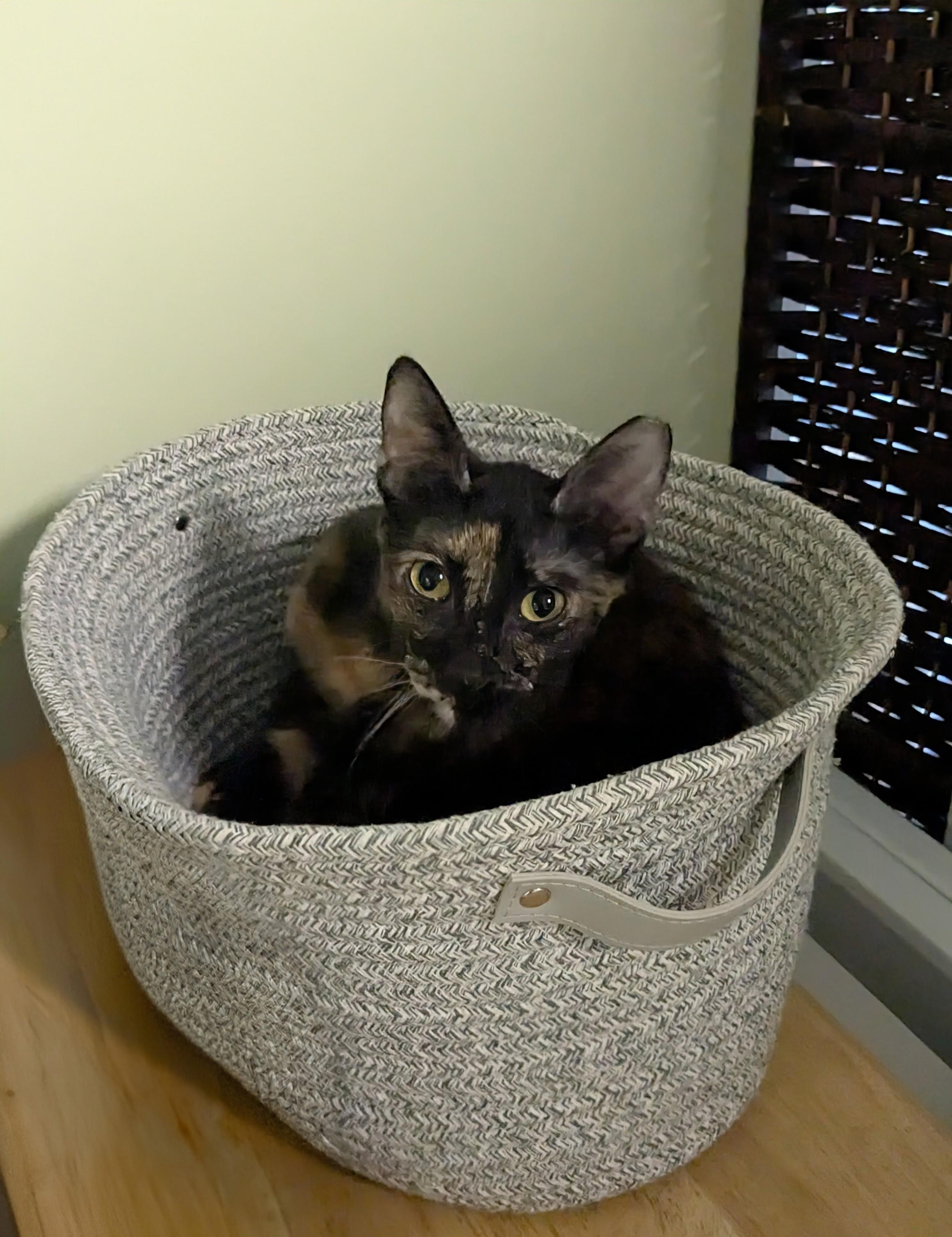 Enlarge Umaya, a Adoptable Domestic Short Hair in Burlington, VT image 2/6