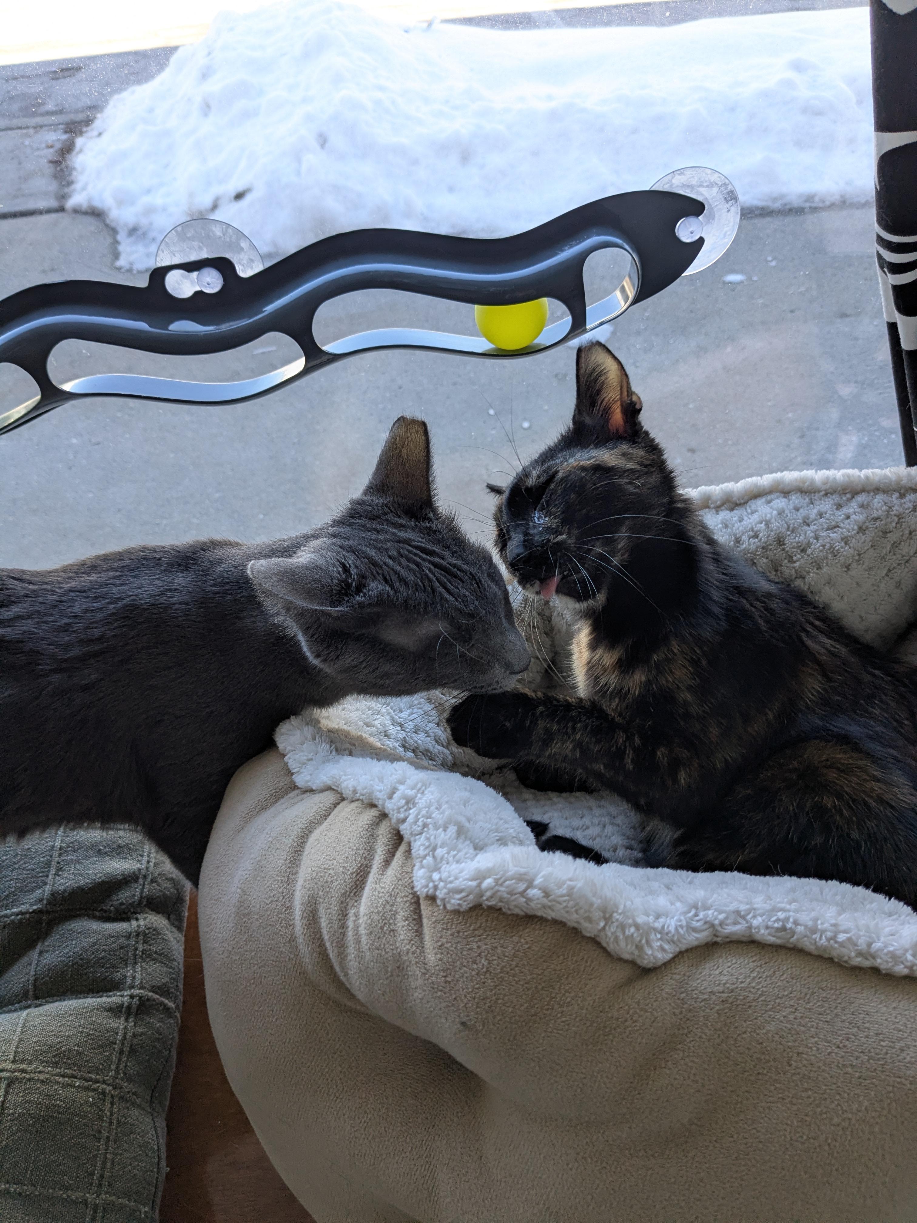 Enlarge Umaya, a Adoptable Domestic Short Hair in Burlington, VT image 3/6