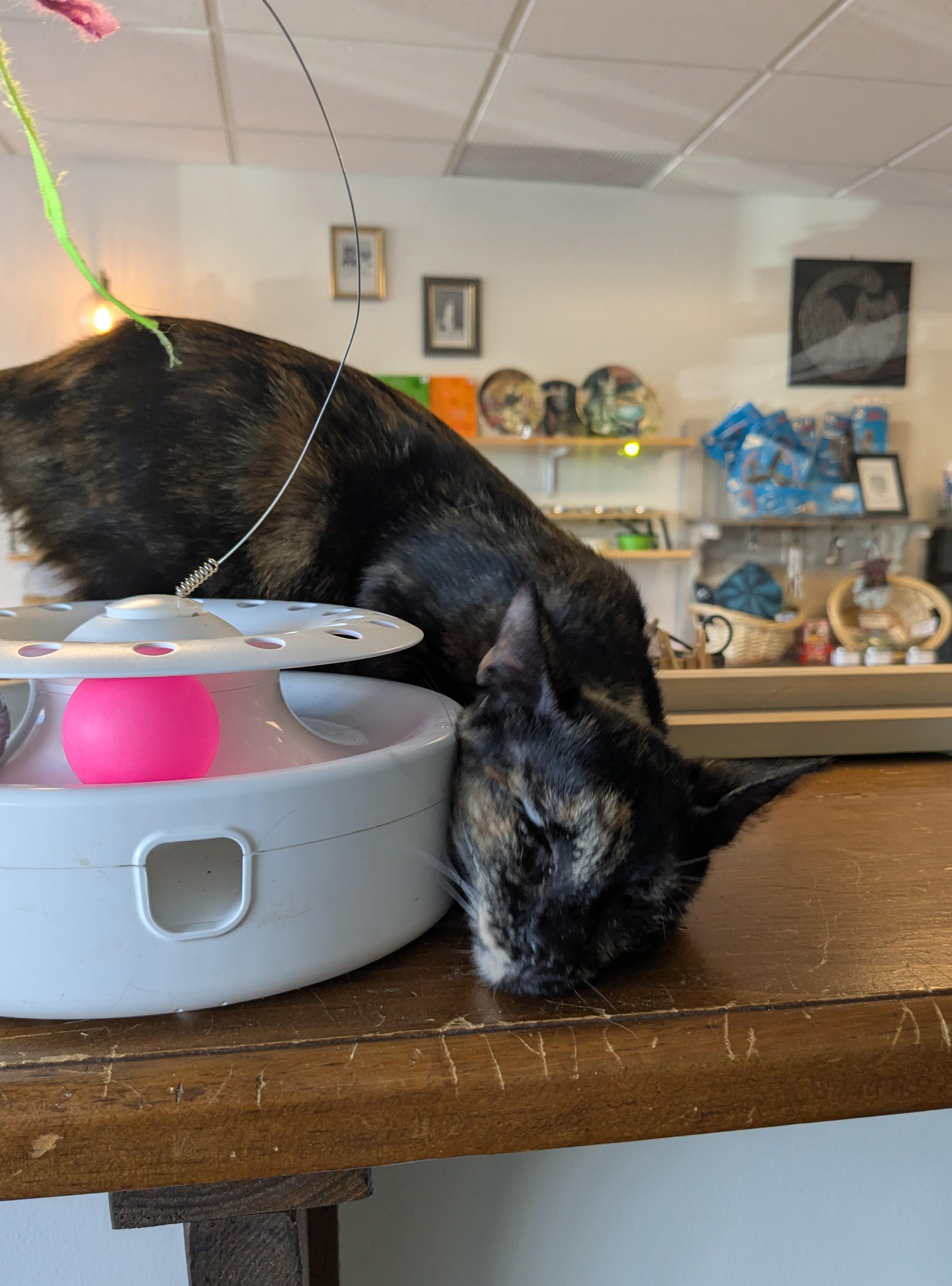 Enlarge Umaya, a Adoptable Domestic Short Hair in Burlington, VT image 4/6