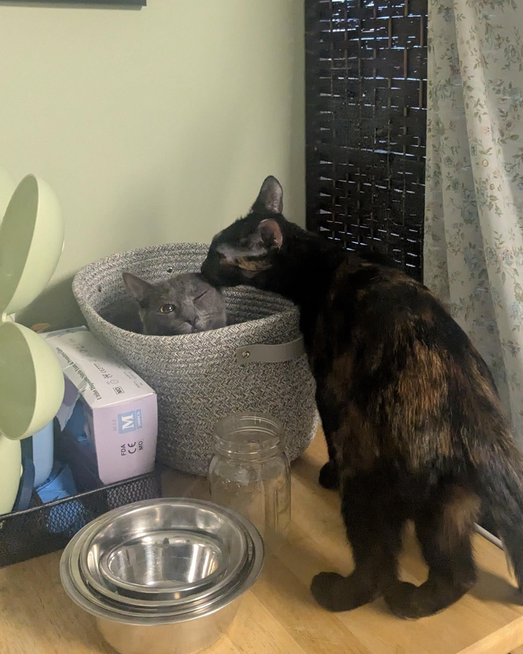 Enlarge Umaya, a Adoptable Domestic Short Hair in Burlington, VT image 5/6