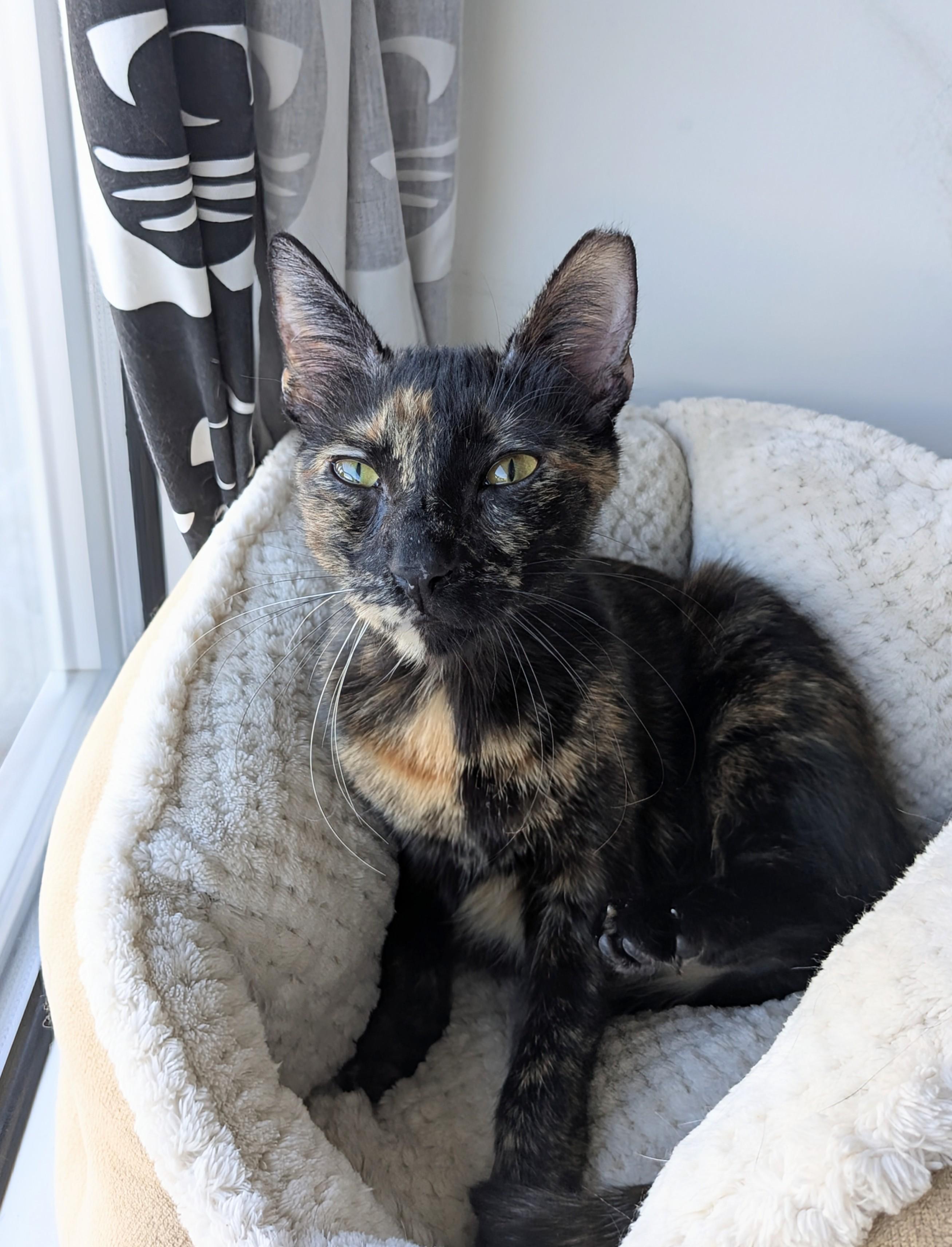 Enlarge Umaya, a Adoptable Domestic Short Hair in Burlington, VT image 6/6