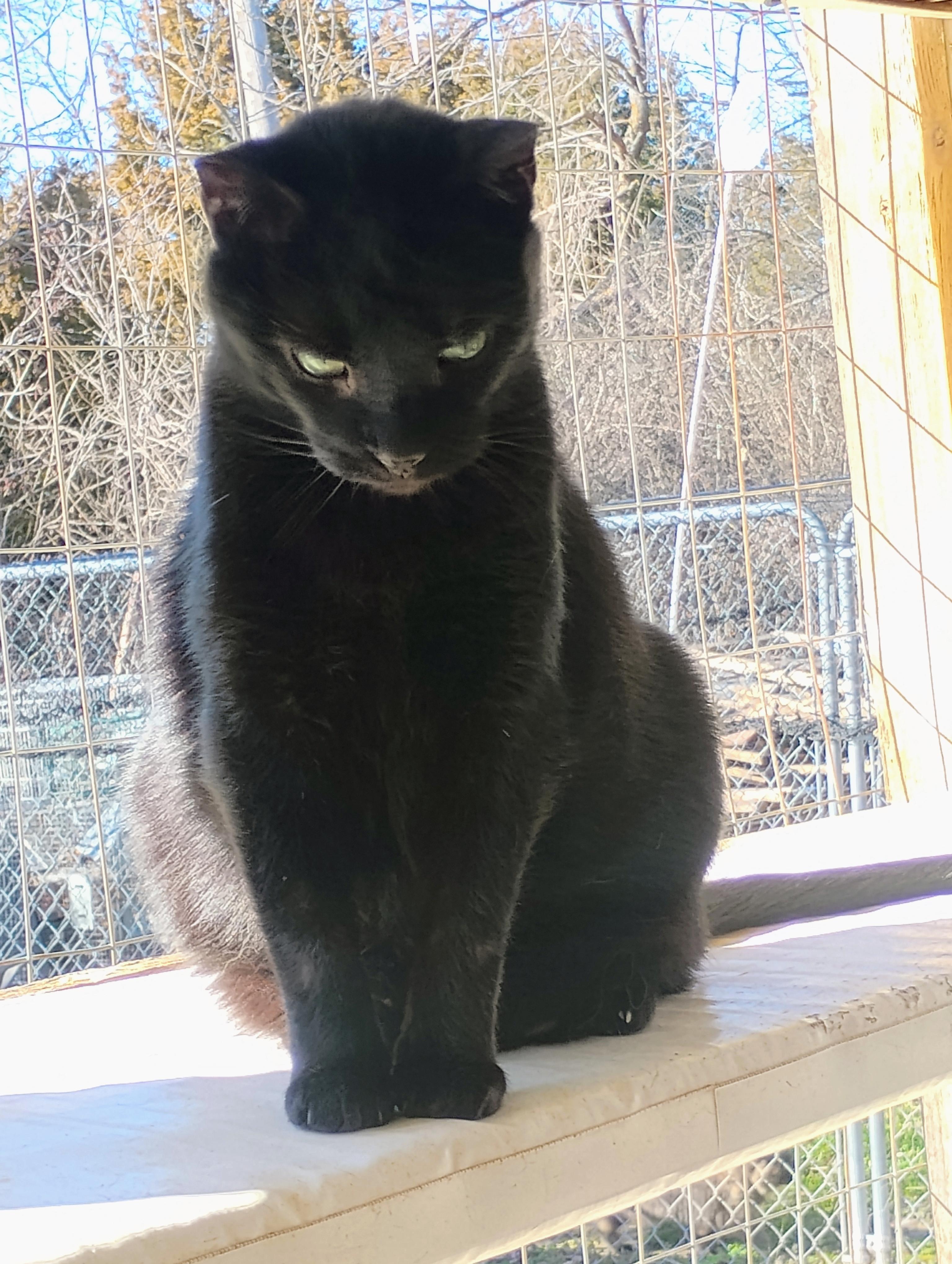 SHAZAM, a Adoptable mixed breed in Andover, KS image 2/4