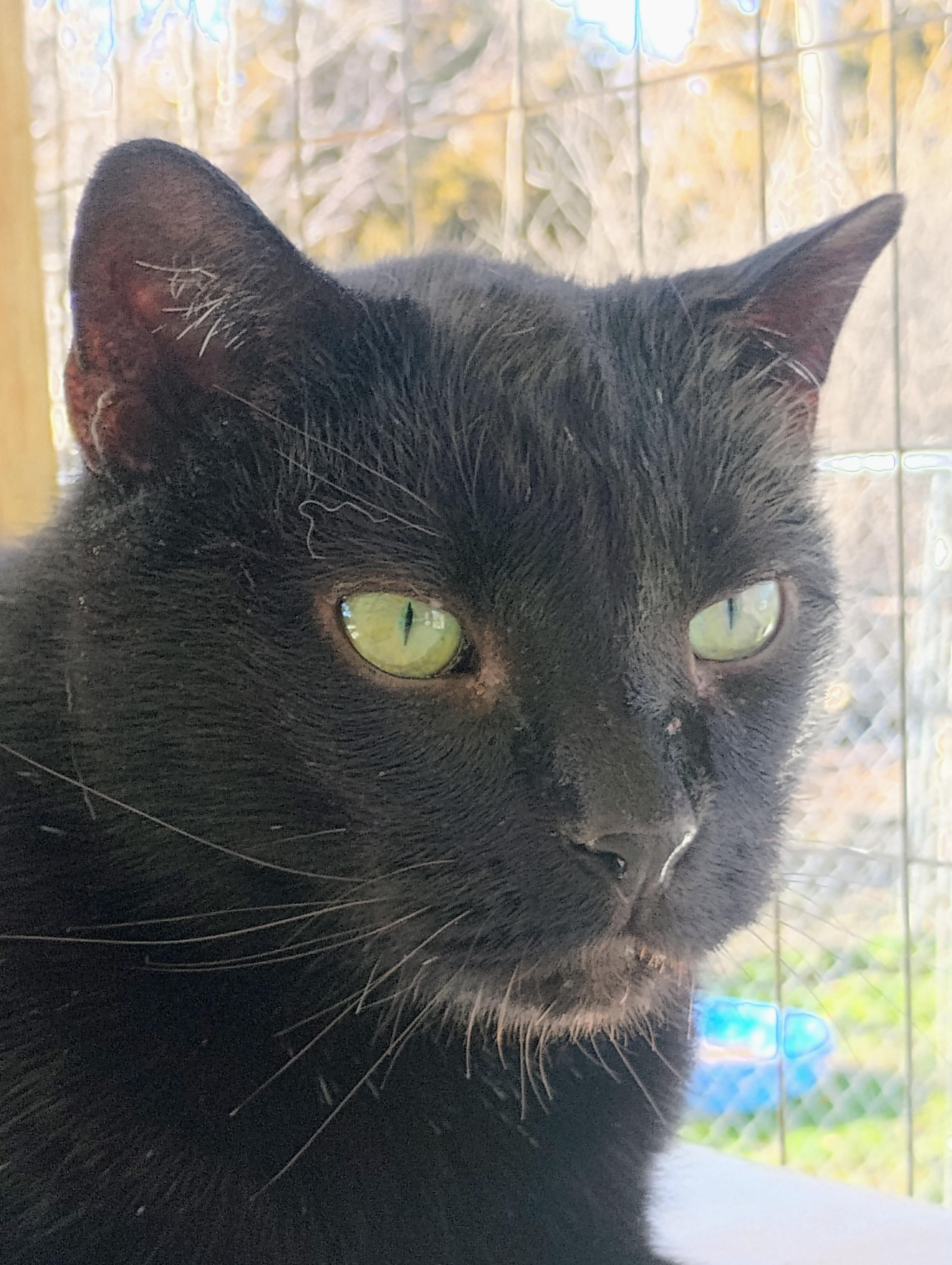 SHAZAM, Adoptable, Senior Male Bombay & Domestic Short Hair.