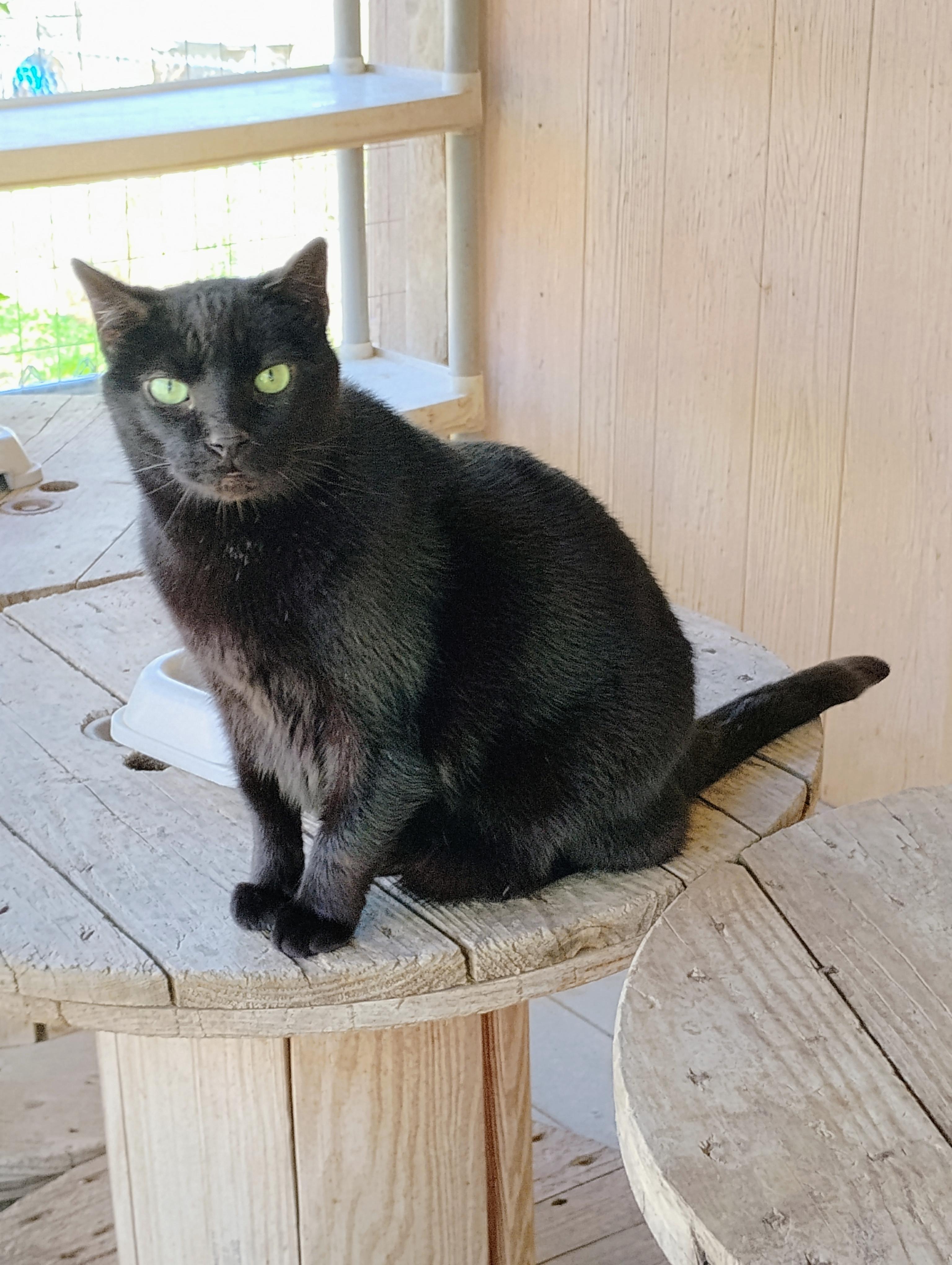 SHAZAM, a Adoptable mixed breed in Andover, KS image 4/4