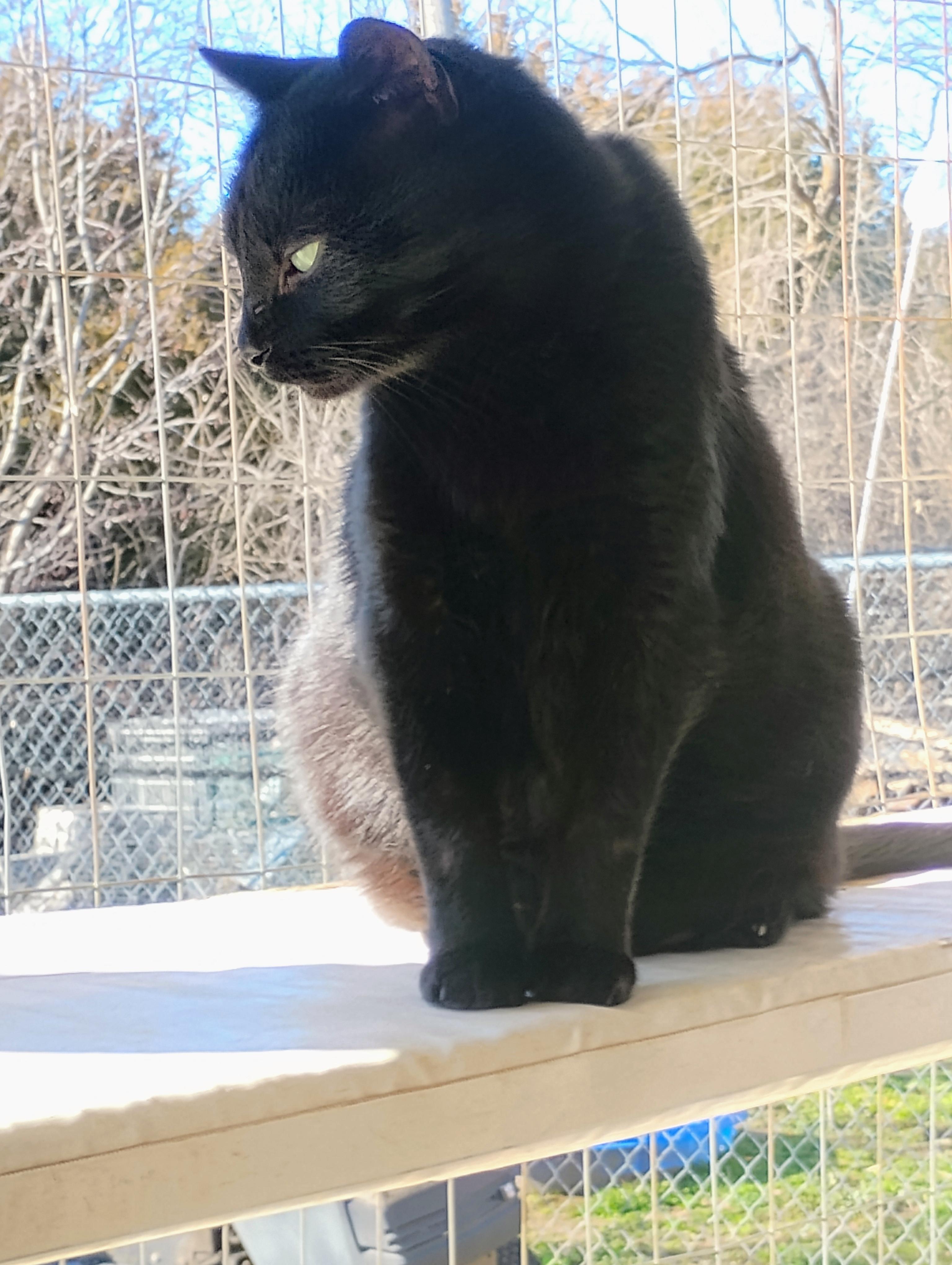 SHAZAM, a Adoptable mixed breed in Andover, KS image 3/4