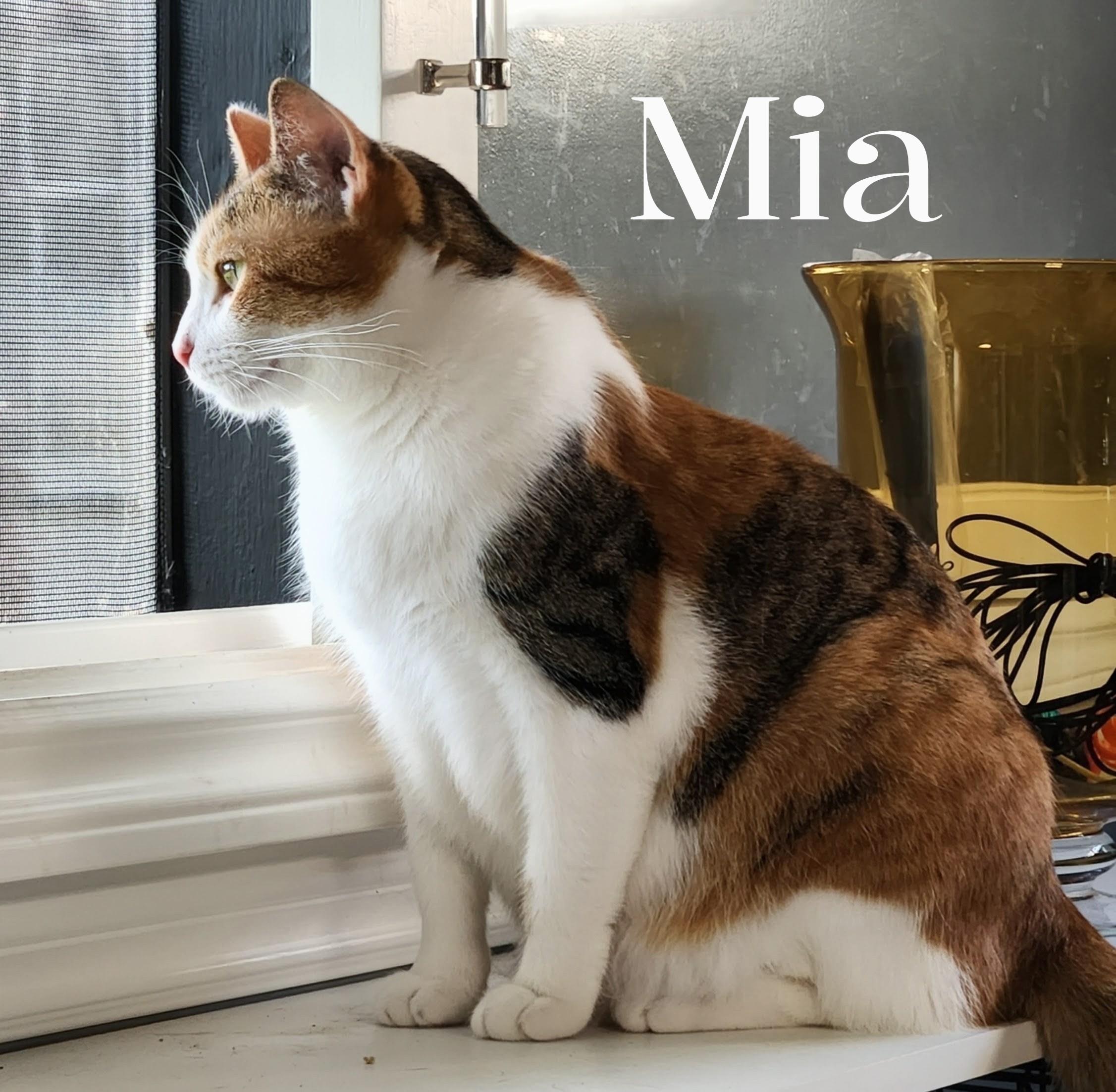 Enlarge Mia, a Adoptable mixed breed in Monrovia, CA image 1/6