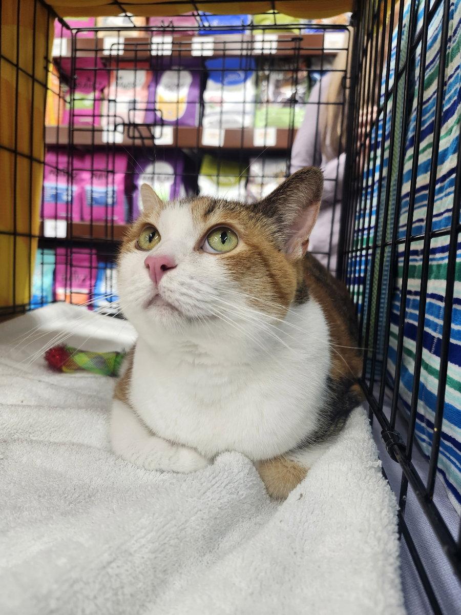 Enlarge Mia, a Adoptable mixed breed in Monrovia, CA image 2/3