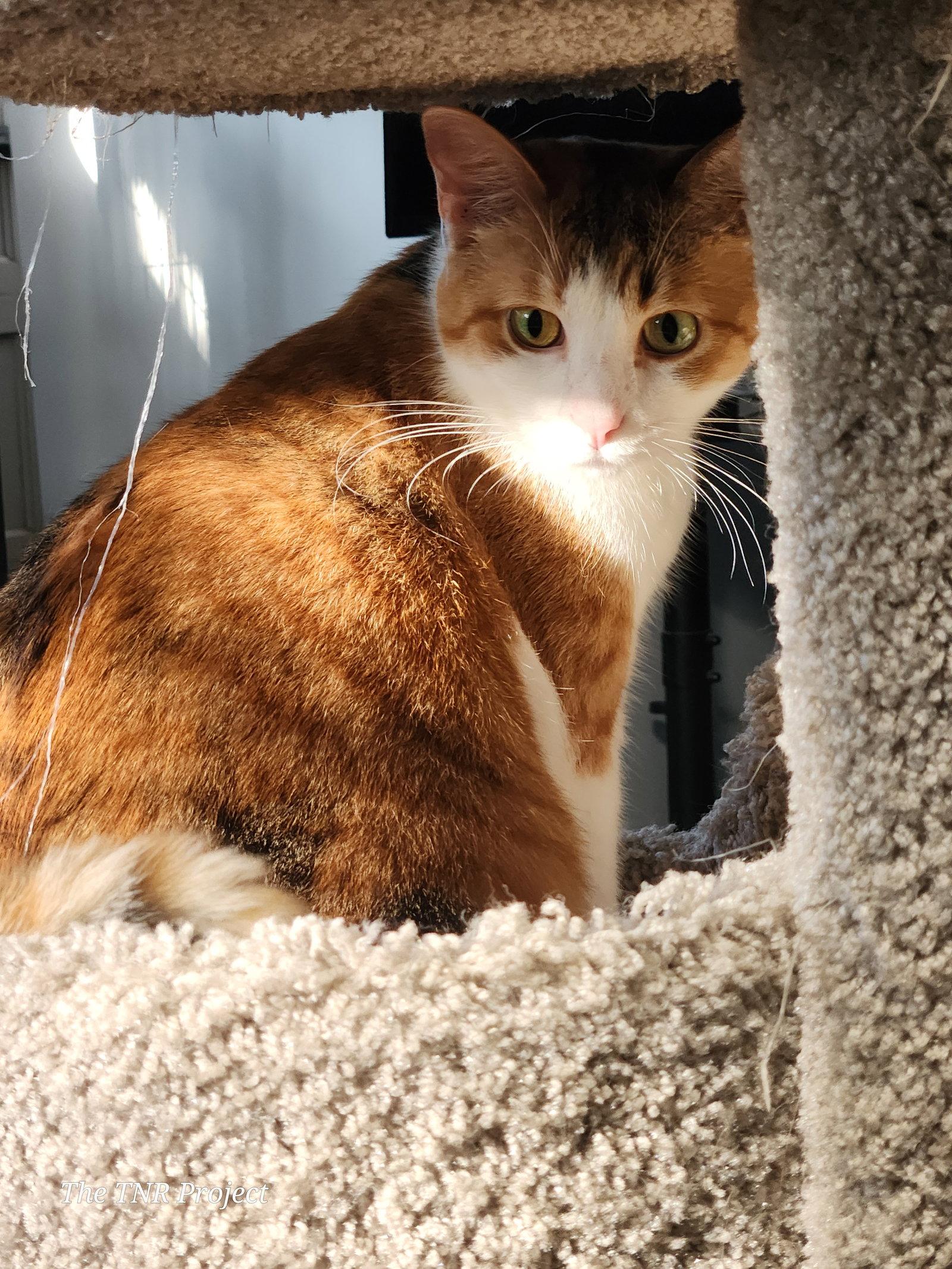 Enlarge Mia, a Adoptable mixed breed in Monrovia, CA image 3/3