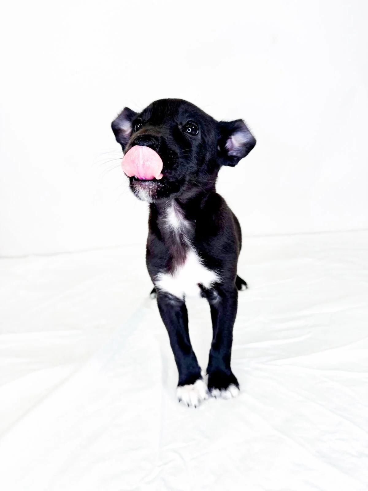 Enlarge Jeanine, a Adoptable mixed breed in Bixby, OK image 5/5