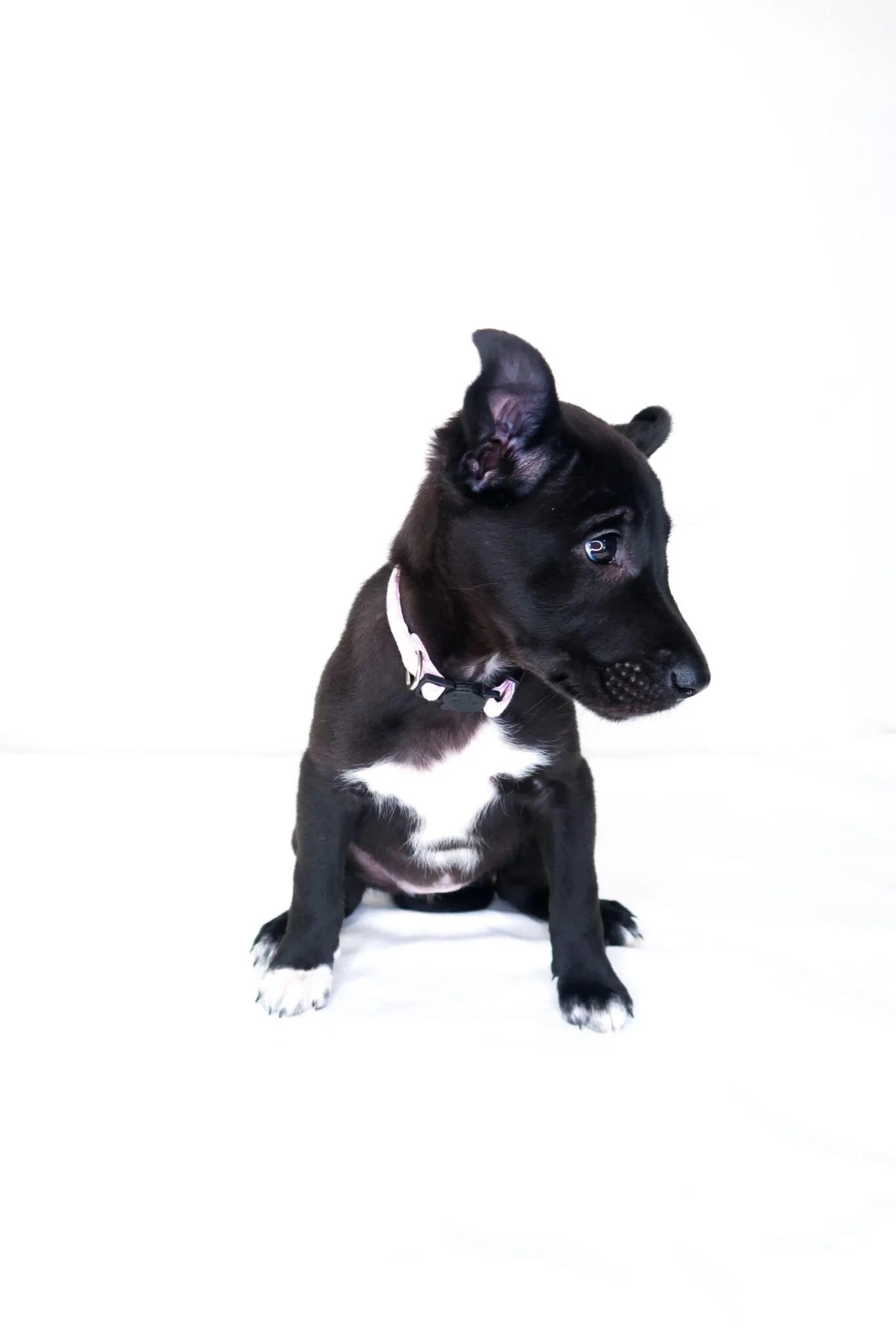 Enlarge Jeanine, a Adoptable mixed breed in Bixby, OK image 4/5