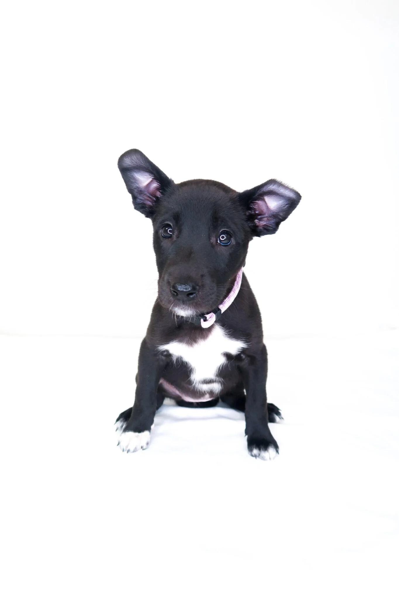 Enlarge Jeanine, a Adoptable mixed breed in Bixby, OK image 3/5