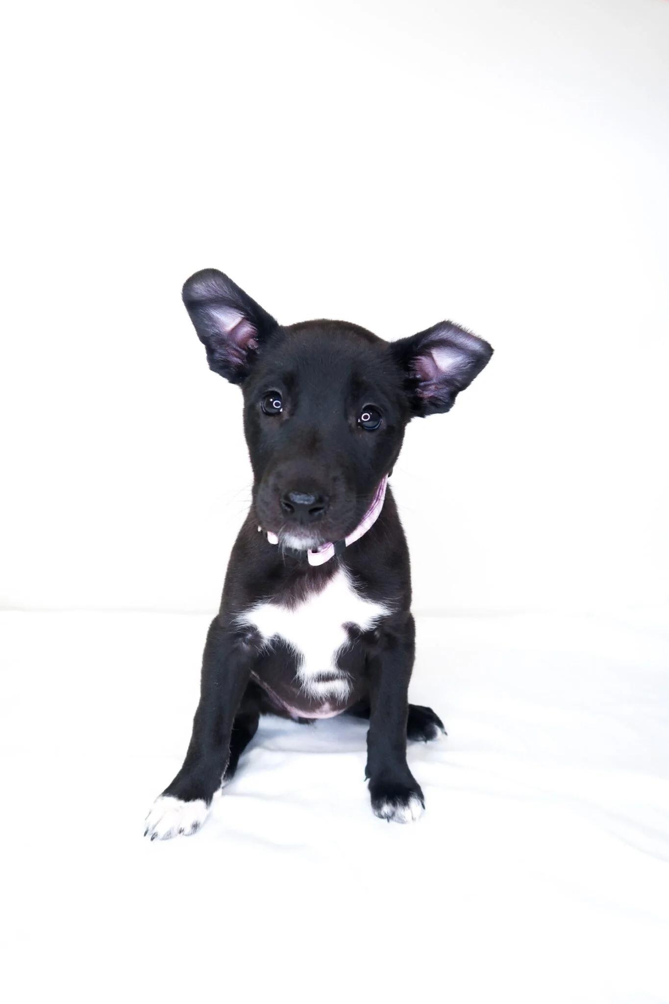 Enlarge Jeanine, a Adoptable mixed breed in Bixby, OK image 2/5