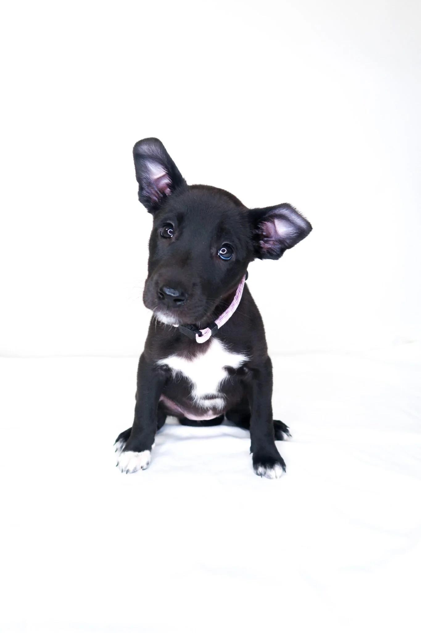 Jeanine, Adoptable, Puppy Female Australian Cattle Dog / Blue Heeler.