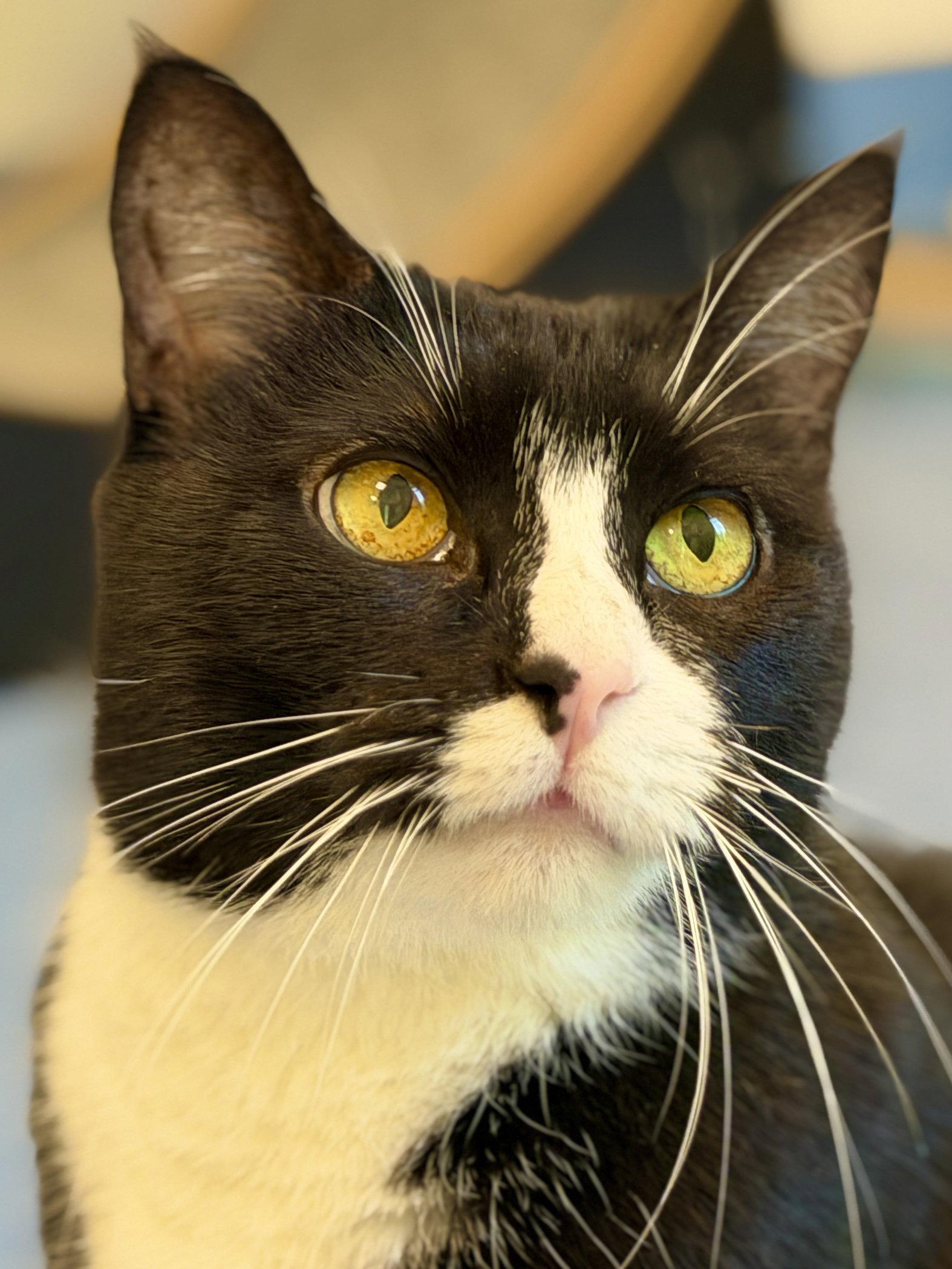 Trix, a Adoptable Domestic Short Hair in West Cornwall, CT image 1/3
