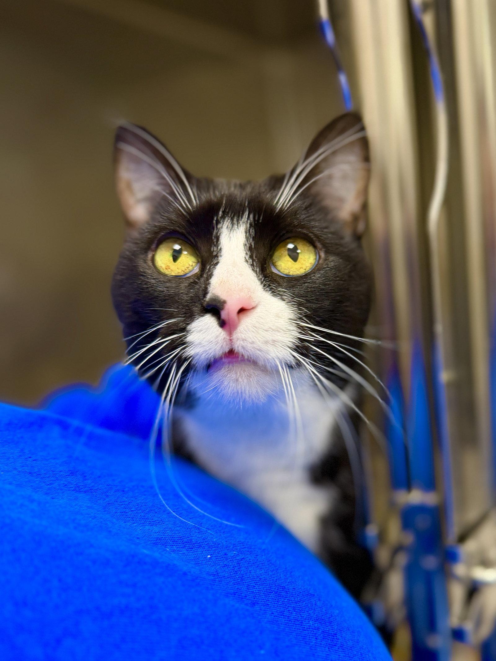 Trix, a Adoptable Domestic Short Hair in West Cornwall, CT image 2/3