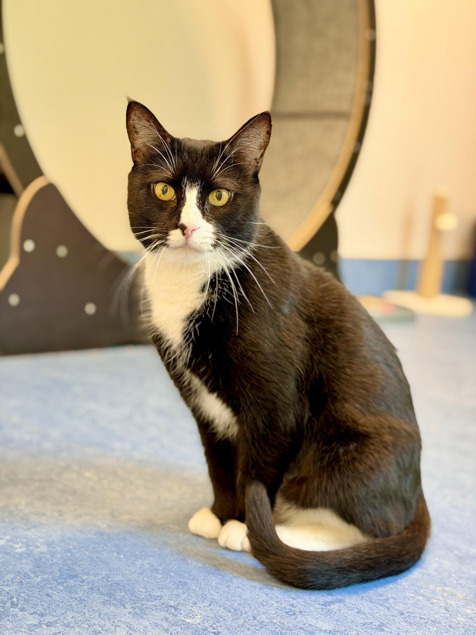 Trix, a Adoptable Domestic Short Hair in West Cornwall, CT image 3/3