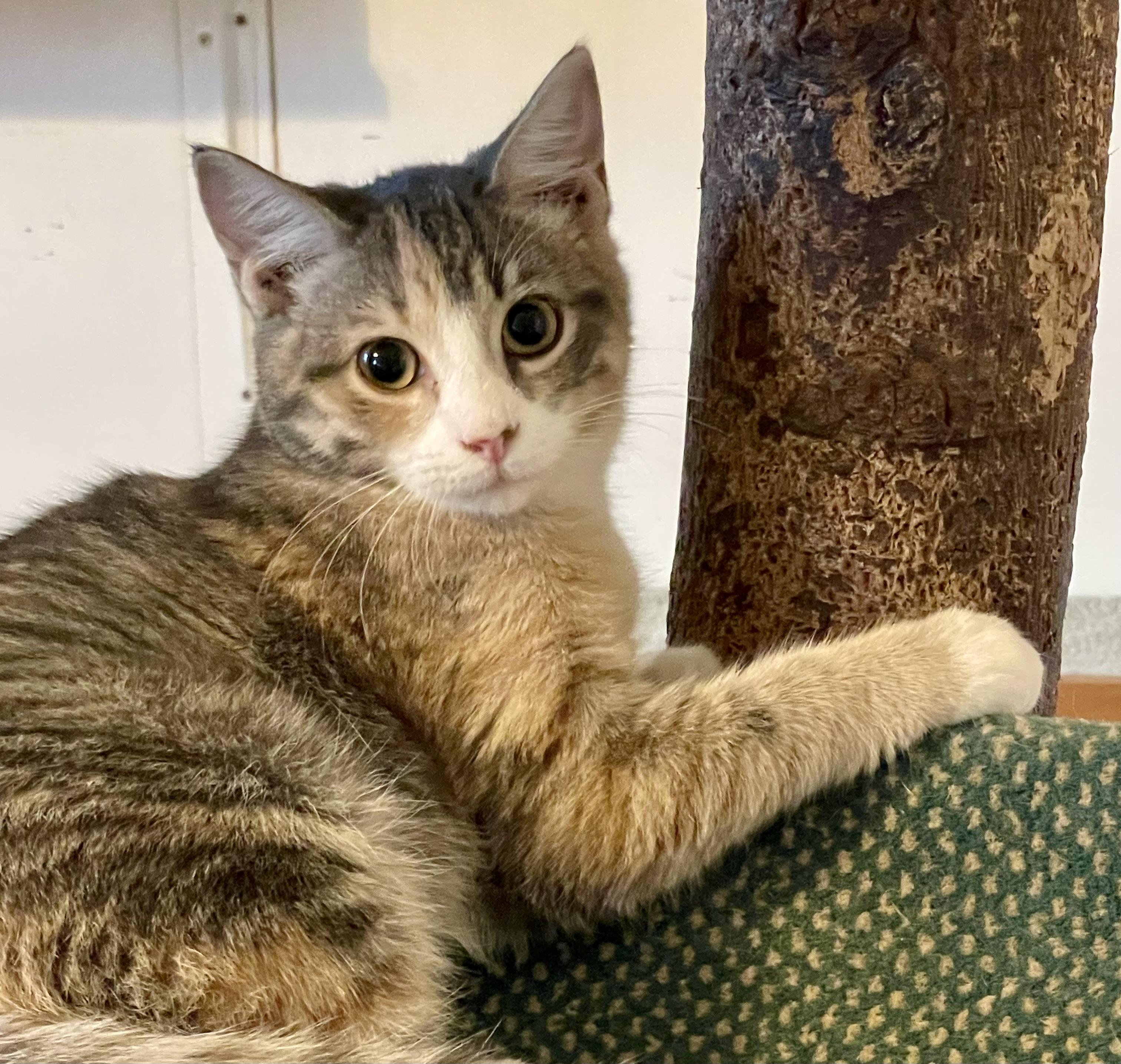 Genevieve, a Adoptable mixed breed in Lacon, IL image 3/5