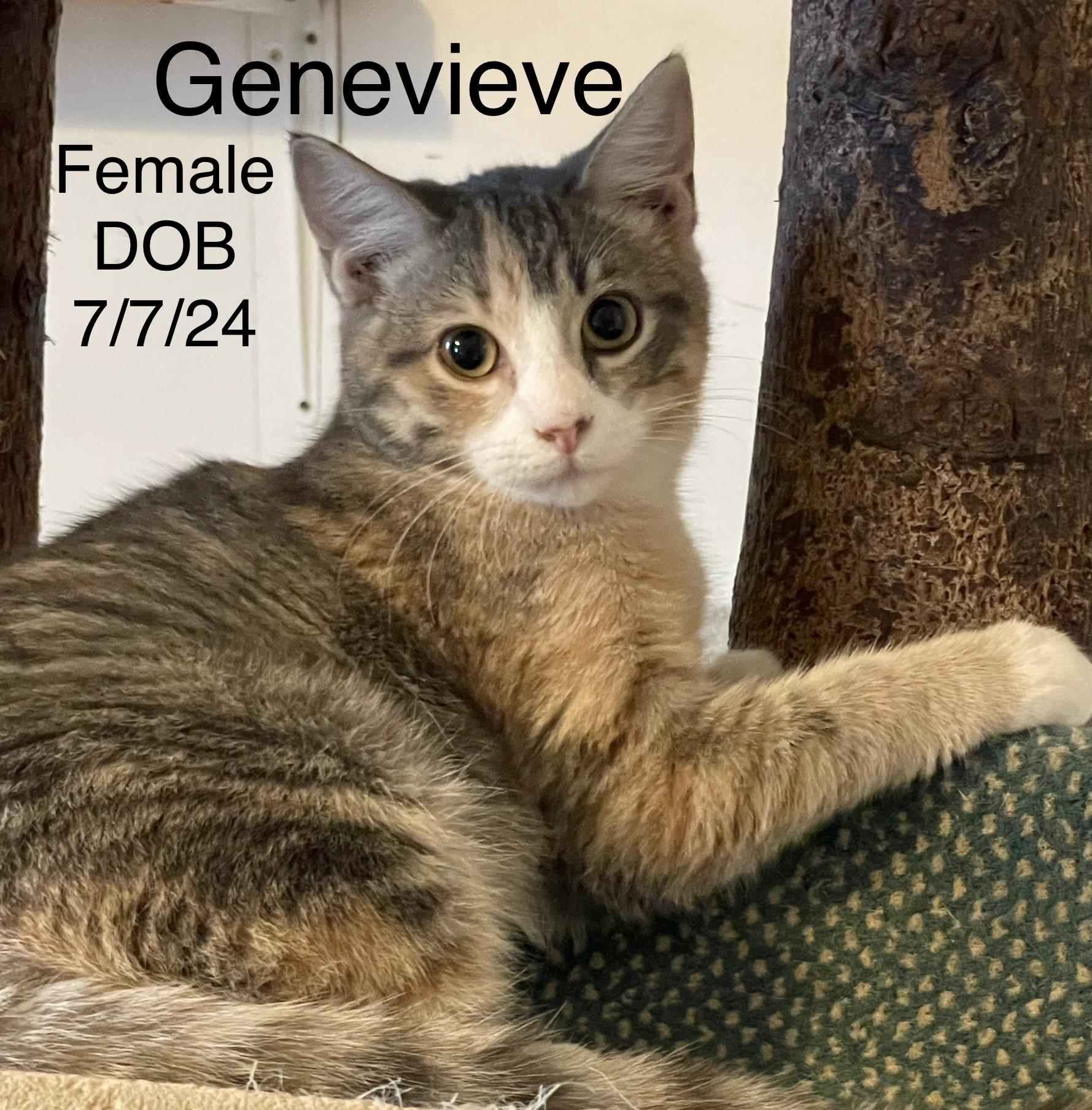 Genevieve, a Adoptable mixed breed in Lacon, IL image 4/5