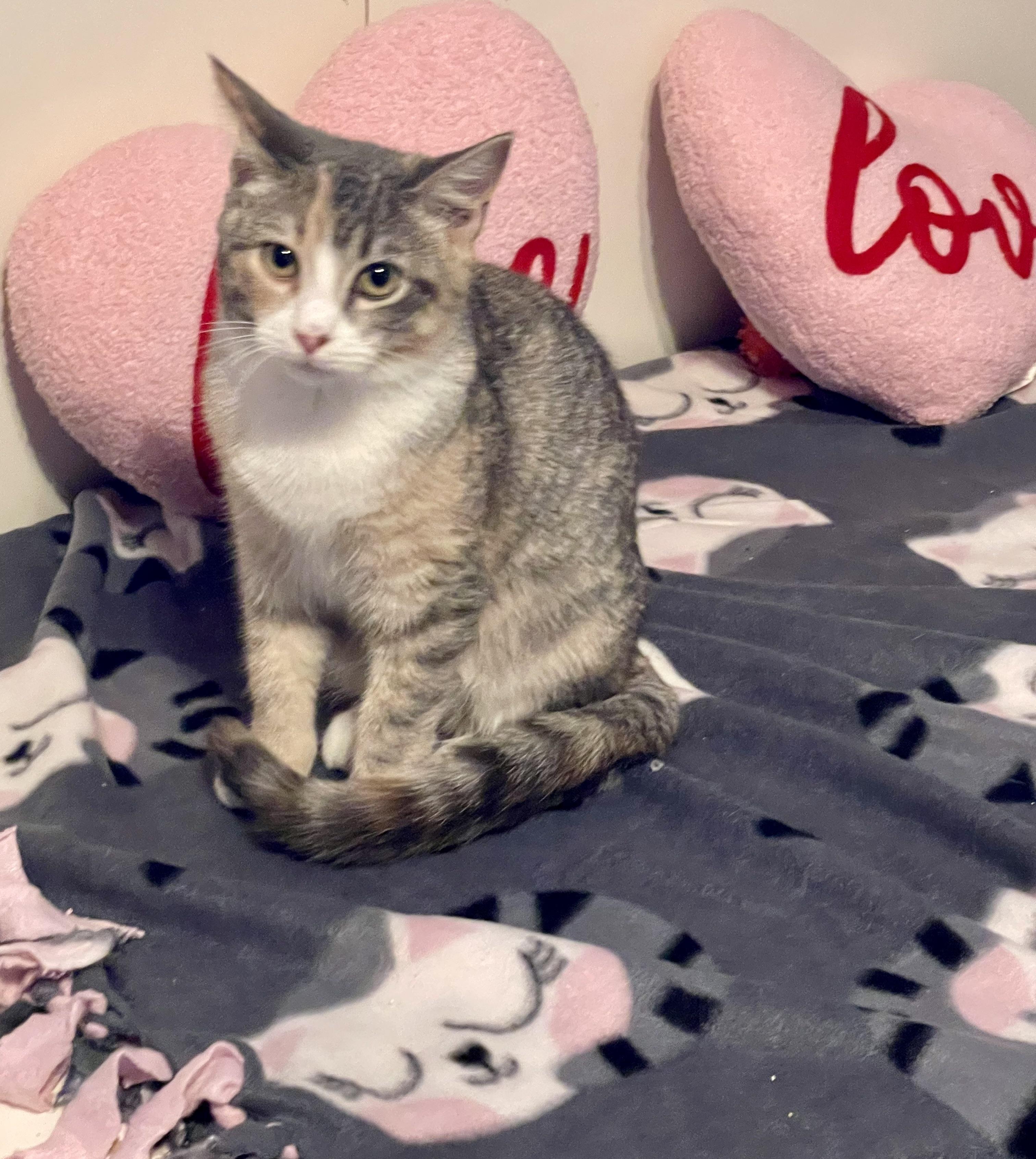 Genevieve, a Adoptable mixed breed in Lacon, IL image 1/5