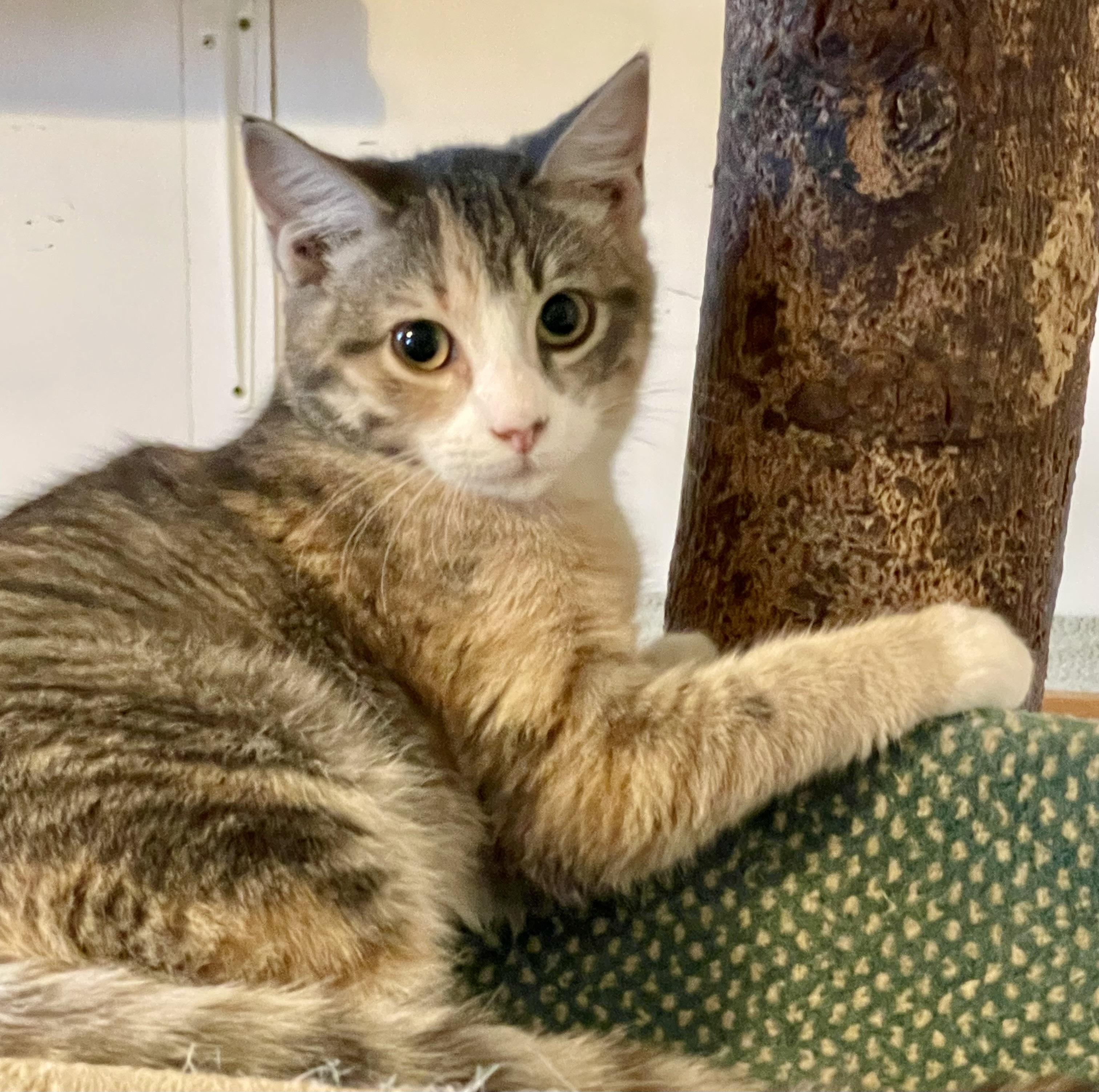 Genevieve, a Adoptable mixed breed in Lacon, IL image 5/5