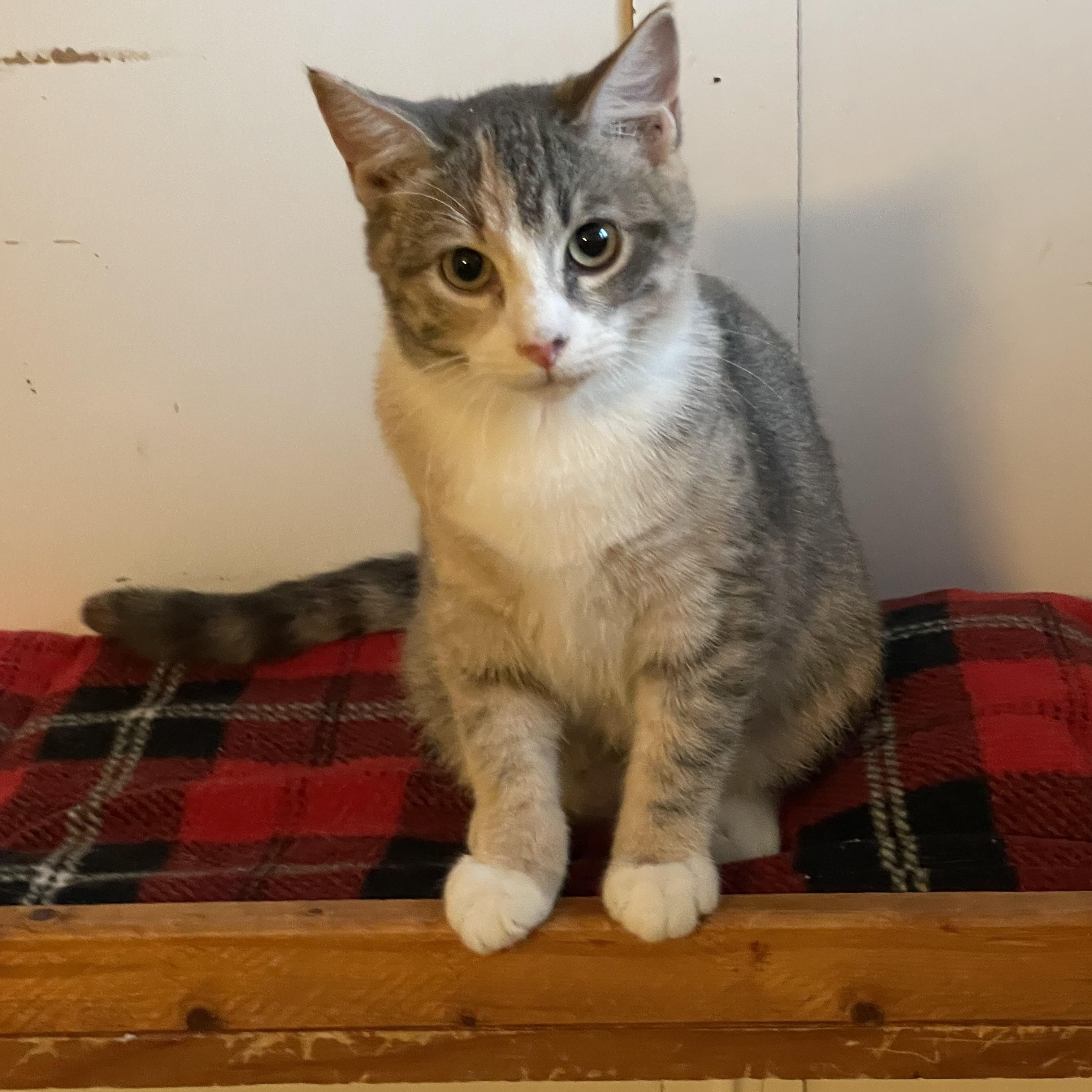 Genevieve, a Adoptable mixed breed in Lacon, IL image 2/5