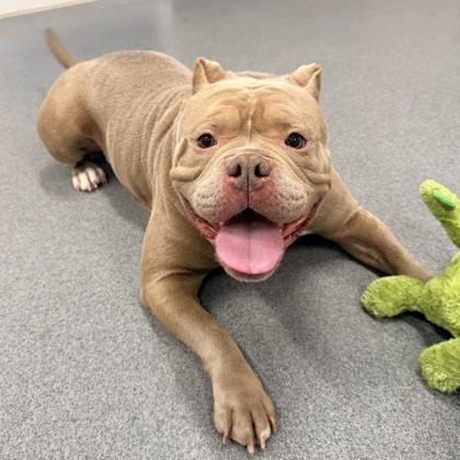 Enlarge Kiwi, a ADOPTABLE Mixed Breed in Hilliard, OH image 1/2