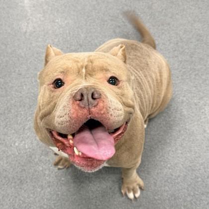 Enlarge Kiwi, a ADOPTABLE Mixed Breed in Hilliard, OH image 2/2