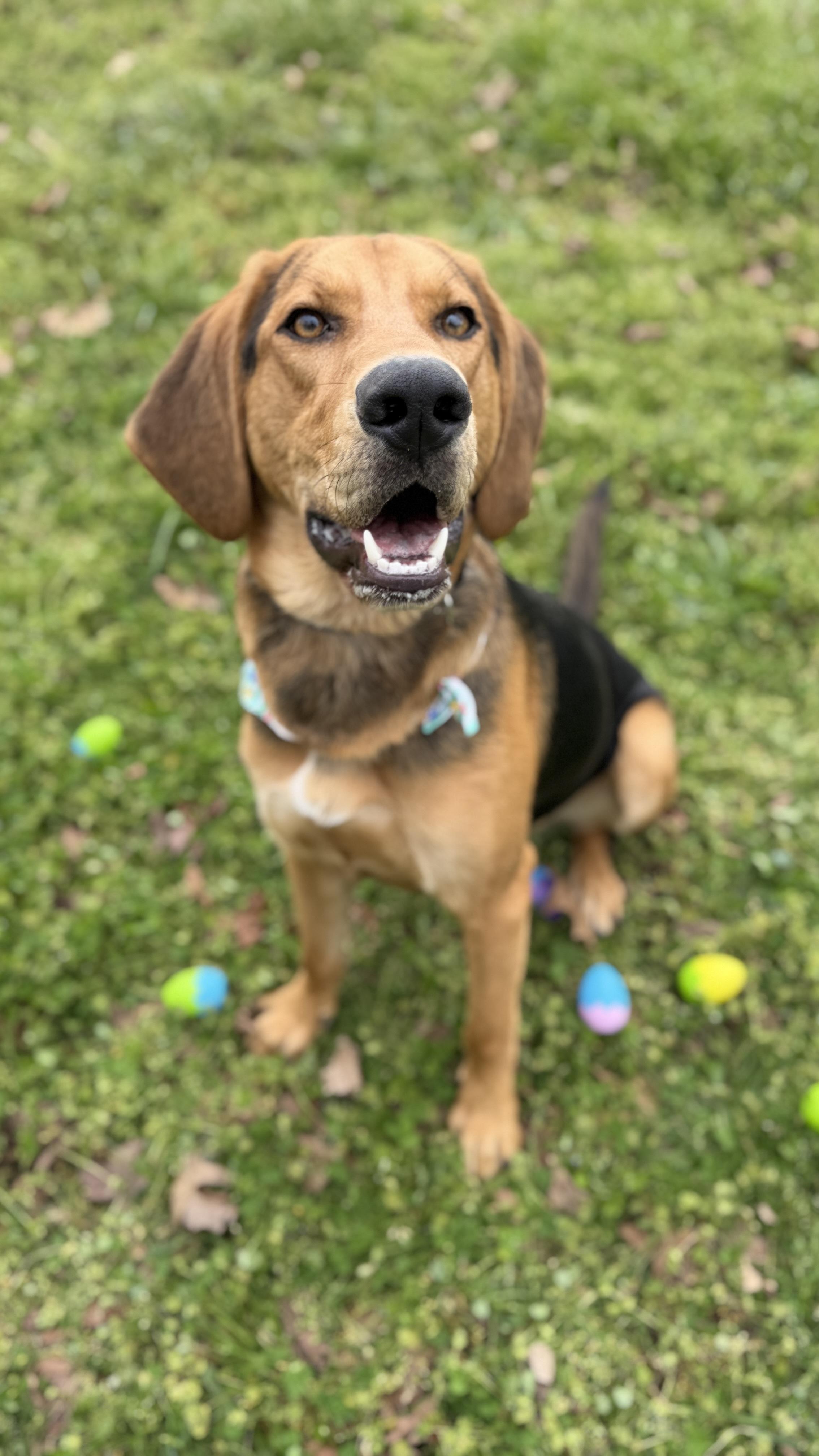 Cody, a ADOPTABLE Black and Tan Coonhound in Horseshoe Bend, AR image 5/5