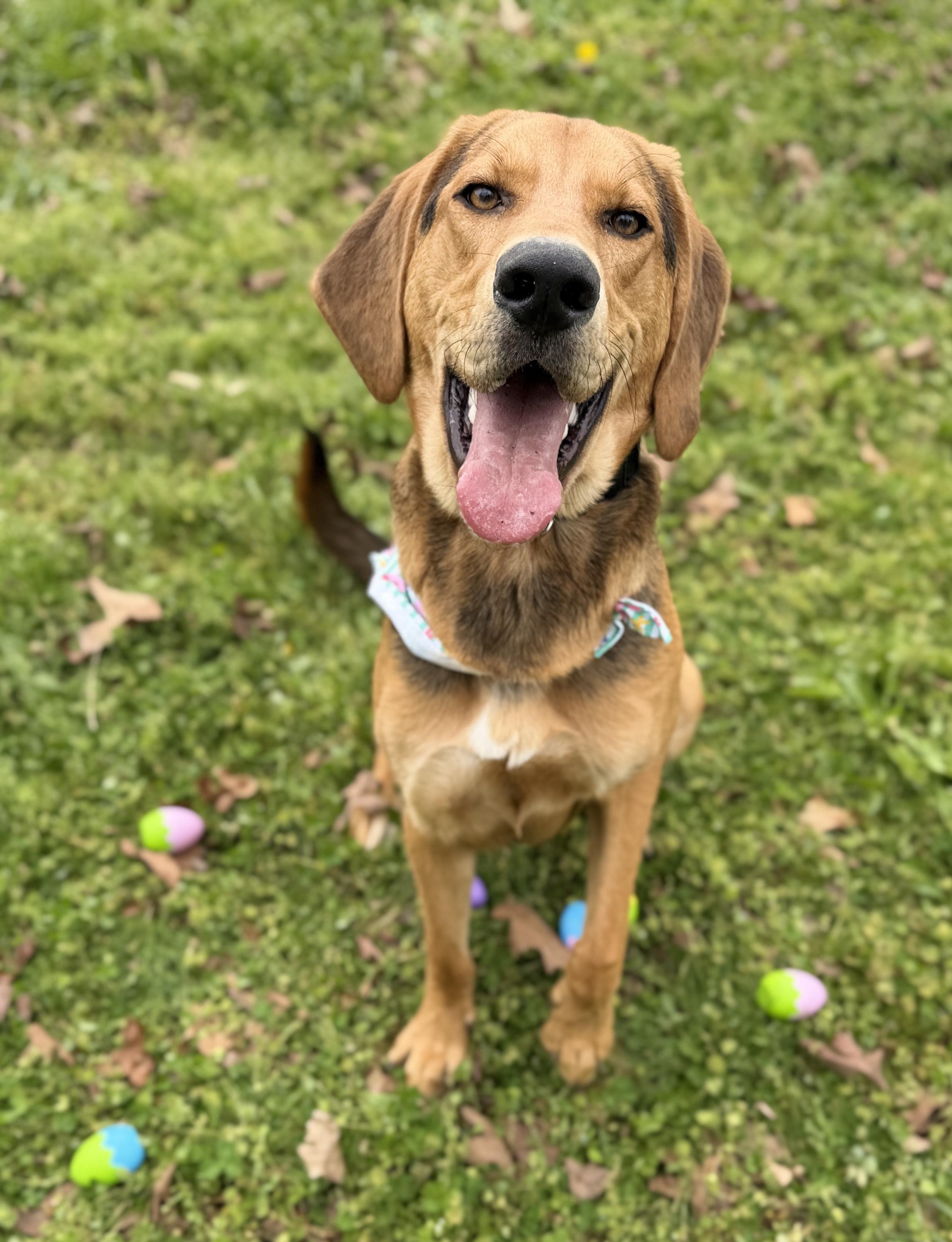 Cody, a ADOPTABLE Black and Tan Coonhound in Horseshoe Bend, AR image 1/5