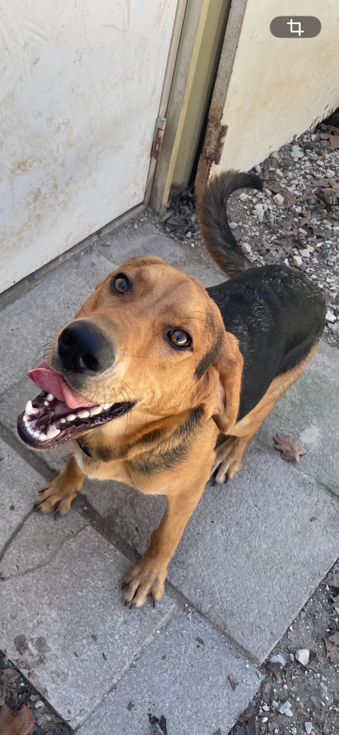 Enlarge Cody, a ADOPTABLE Black and Tan Coonhound in Horseshoe Bend, AR image 2/2