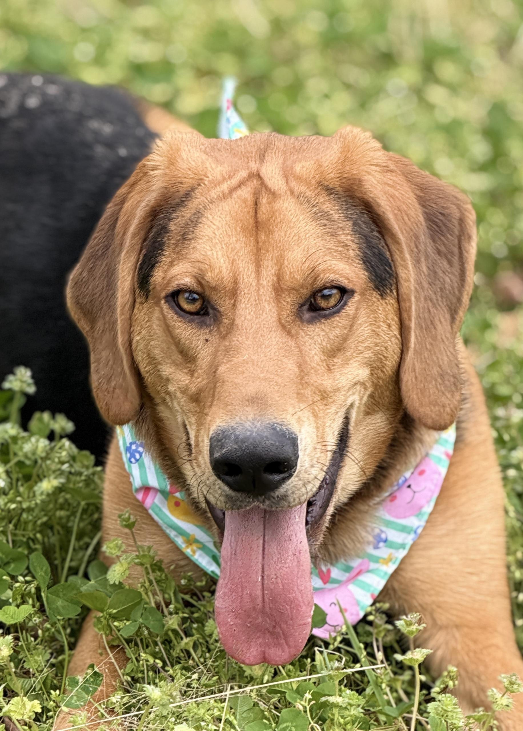Cody, a ADOPTABLE Black and Tan Coonhound in Horseshoe Bend, AR image 3/5