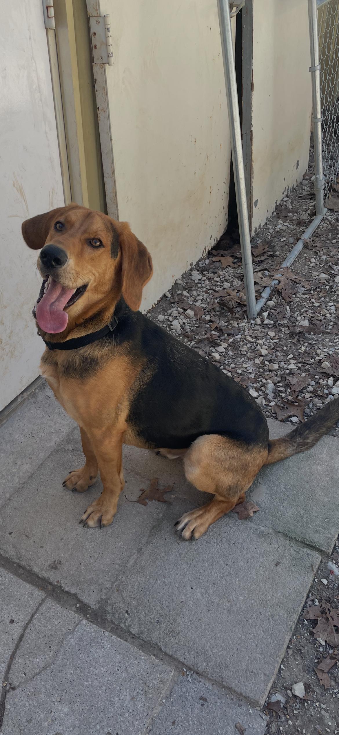 Enlarge Cody, a ADOPTABLE Black and Tan Coonhound in Horseshoe Bend, AR image 1/2