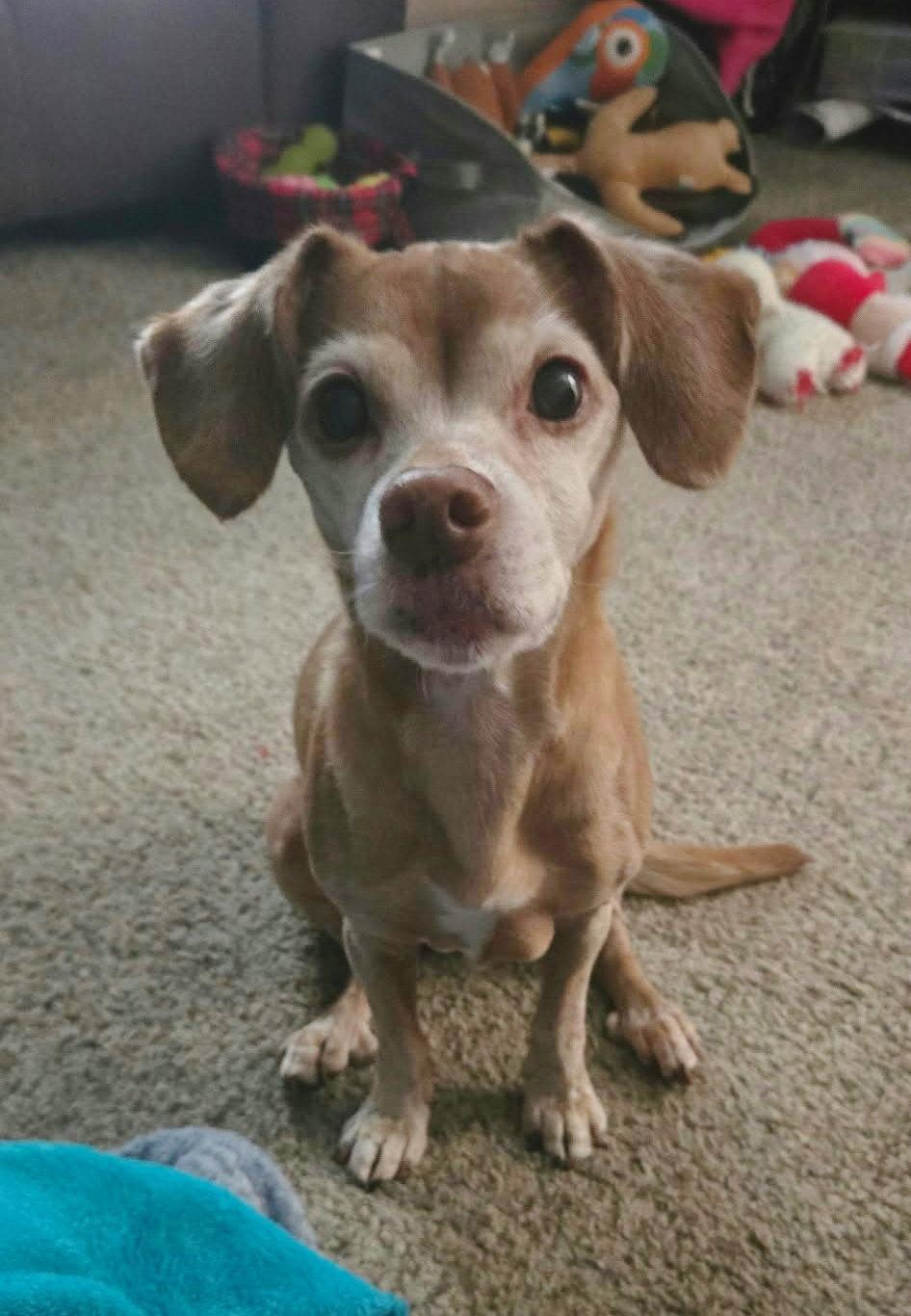 Lily Gayle, Adoptable, Senior Female Chihuahua & Dachshund.