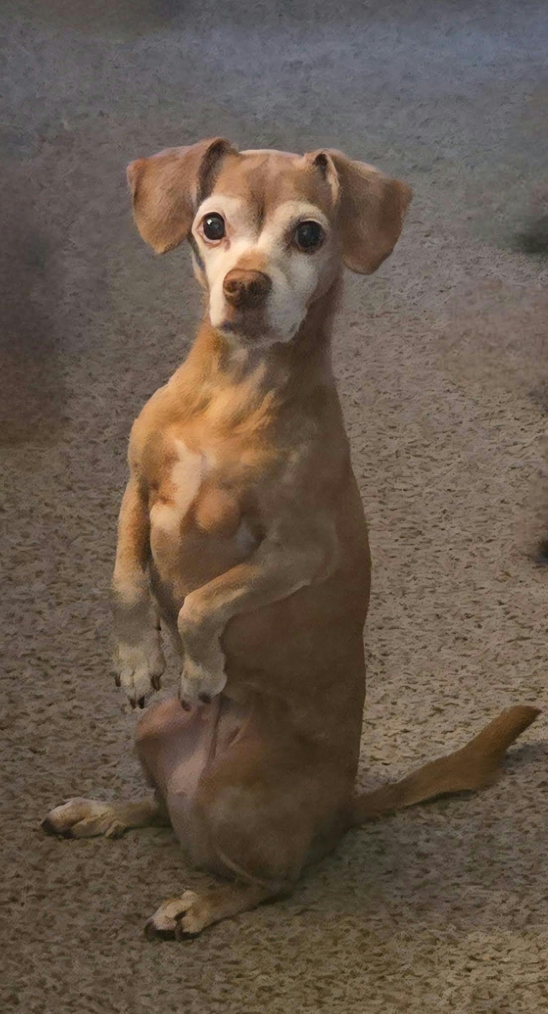 Enlarge Lily Gayle, a Adoptable mixed breed in Fort Thomas, KY image 2/3