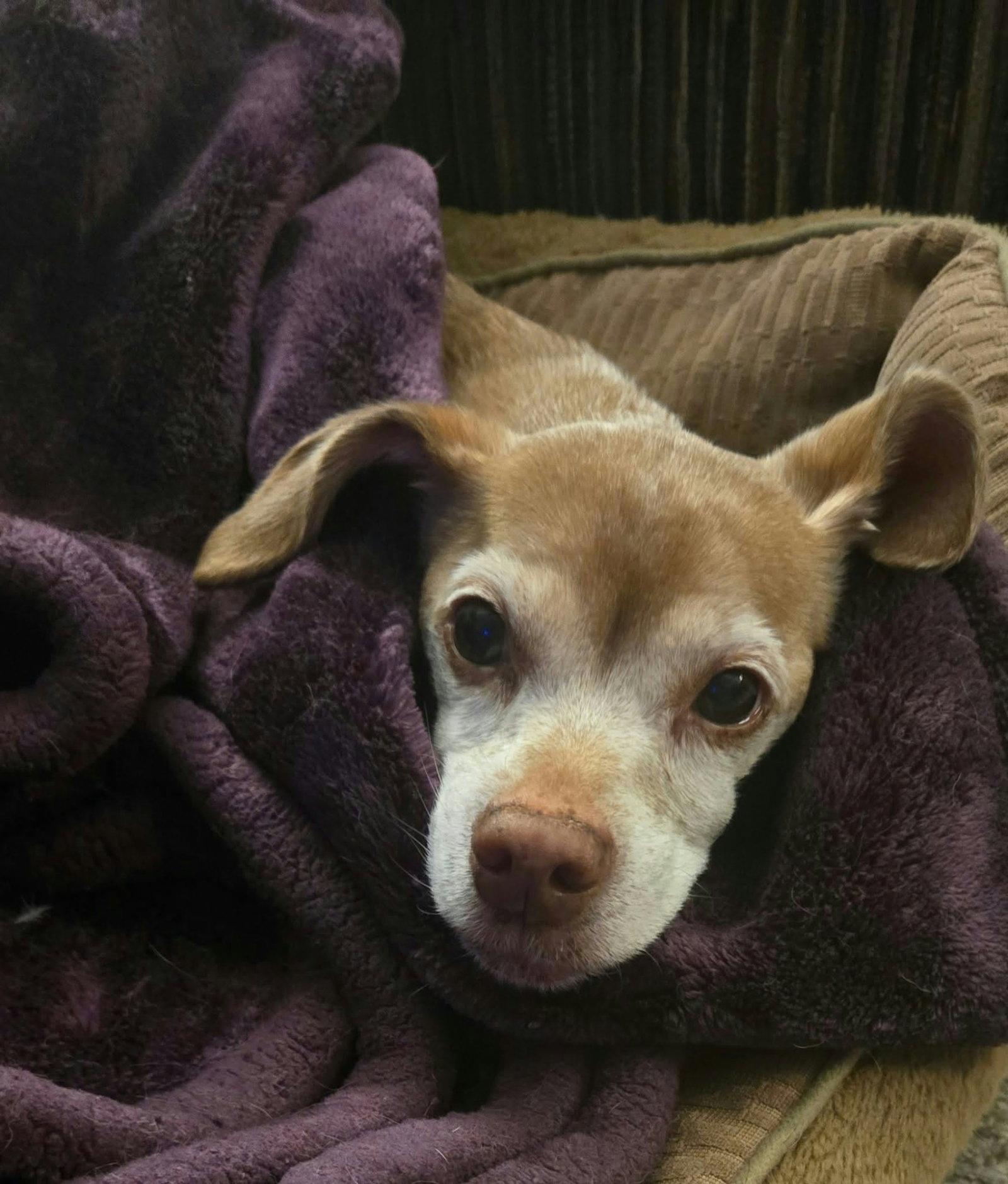 Enlarge Lily Gayle, a Adoptable mixed breed in Fort Thomas, KY image 3/3