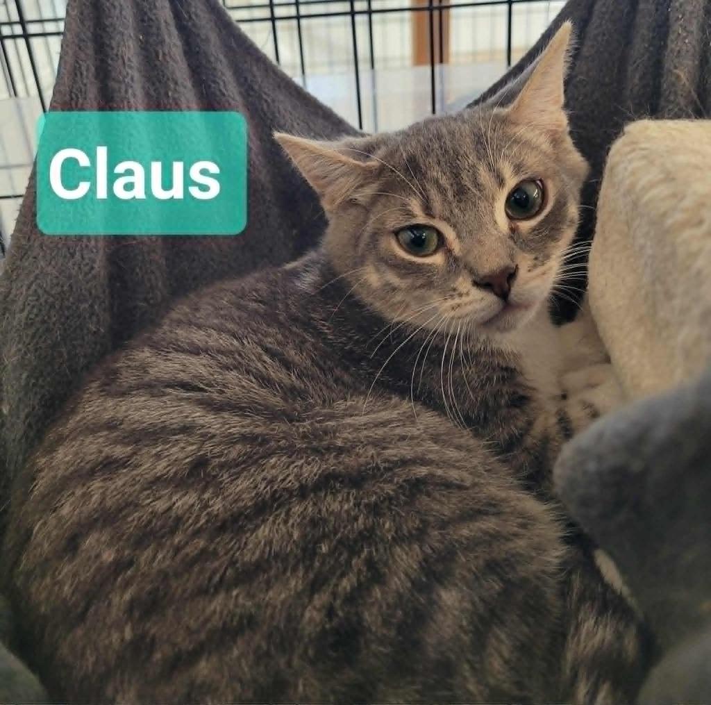 Claus, Adoptable, Kitten Male Domestic Short Hair.